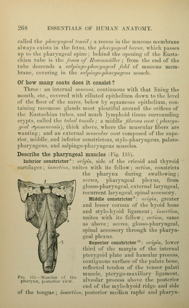 called the jiharyngeal tonsil; a recess in the mucous membrane always exists in the fetus, the j>h(in/ii(jr(il hnrsfi. which passes u}» tu the pharyngeal spine ; behind the opening of the Eusta- chian tube is the fossa of Rosenmiiller; from the end of the tube descends a salpingo-plKivijiif/rdl fold of mucous mem- brane, covering in the salpingo-pltaryiigeus muscle. Of how many coats does it consist ? Three: an internal mucous, continuous with that lining: the mouth, etc., covered with ciliated epithelium down to the level of the floor of the nares, below by squamous epithelium, con- taining racemose glands most plentiful around the orifices of the Eustachian tubes, and much lymphoid tissue surrounding crypts, called the tubal tonsils; a middle fibrous coat (^pharyn- geal ffjioneiirosis), thick above, where the muscular fibers are wanting; and an external muscular coat composed of the supe- rior, middle, and inferior constrictors, stylo-pharyngeus. palato- pharyngeus. and salpingo-pharyngeus muscles. Describe the pharyngeal muscles Fig. 115). Inferior constrictor*^: origin, side of the cricoid and thyroid cartilages; //z>v//'/o/^ unites with its fellow; action, constricts the pharynx during swallowing; nerves, pharyngeal plexus, from glosso-pharyngeal. external laryngeal, recurrent laryngeal, spinal accessory. Middle constrictor: origin, greater and lesser cornua of the hyoid bone and stylo-hyoid ligament; insertion, unites with its fellow; action, same as above; nerves, glosso-pharyngeal, spinal accessory through the pharyn- geal plexus. Superior constrictor ^^: origin, lower third of the margin of the internal pterygoid plate and hamular process, contiguous surface of the palate bone^ reflected tendon of the tensor palati muscle, pterygo-maxillary ligament, alveolar process above the posterior end of the mylo-hyoid ridge and side of the tongue; insertion, posterior median raphe and pharyn- FiG. llo.—Muscles of the pharynx, posterior view.