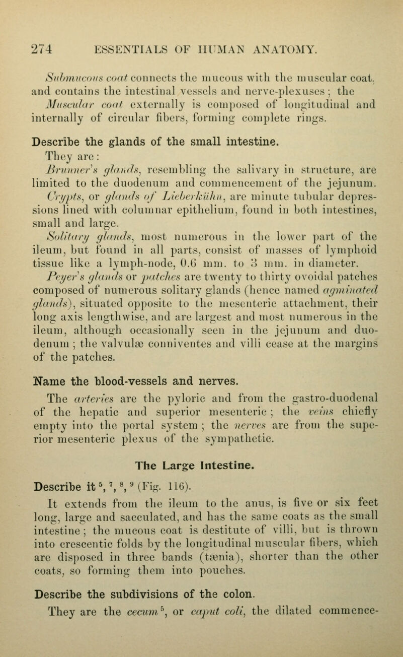 Si(hmiicoiis coat connects the mucous with the muscular coat, and contains the intestinal vessels and nerve-plexuses; the Muscular coat externally is composed of longitudinal and internally of circular libers, Ibrming complete rings. Describe the glands of the small intestine. They are : BrunnerH ghuuh, resembling the salivary in structure, are limited to the duodenum and commencement of the jejunum. Ci'i/pts, or glaiuh of Licbcrk'dliii^ are minute tubular depres- sions lined with columnar epithelium, found in both intestines, small and large. Solltari/ glanth^ most numerous in the lower part of the ileum, but found in all parts, consist of masses of lymphoid tissue like a l^mph-node, O.G mm. to 3 mm. in diameter. Pcyers glands or patclics are twenty to thirty ovoidal patches composed of numerous solitary glands (hence named agminated glands), situated opposite to the mesenteric attachment, their lonu' axis leno-thwise, and are lariiiest and most numerous in the ileum, although occasionally seen in the jejunum and duo- denum ; the valvulae conniventes and villi cease at the margins of the patches. Name the blood-vessels and nerves. The arteries are the pyloric and from the gastro-duodenal of the hepatic and superior mesenteric ; the veins chiefly empty into the portal system ; the nerves are from the supe- rior mesenteric plexus of the sympathetic. The Large Intestine. Describe it^^^ MFig- H^)- It extends from the ileum to the anus, is five or six feet long, large and sacculated, and has the same coats as the small intestine; the mucous coat is destitute of villi, but is thrown into crescentic folds by the longitudinal muscular fibers, which are disposed in three bands (taenia), shorter than the other coats, so forming them into pouches. Describe the subdivisions of the colon. They are the cecum^, or cajmt coll, the dilated commence-