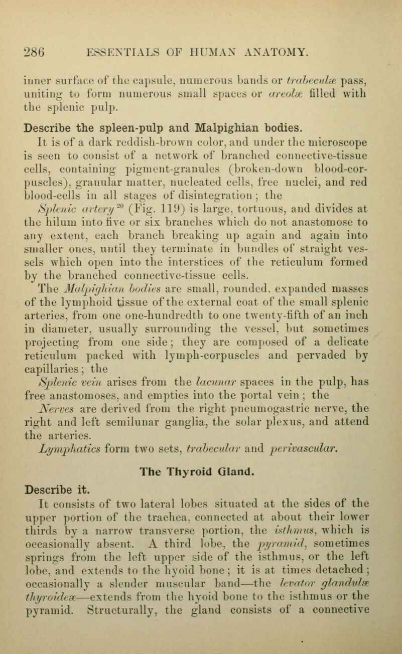inner surface of the capsule, numerous bands or trahecnlbe pass, uniting to form numerous small spaces or uitolyt filled with the splenic pulp. Describe the spleen-pulp and Malpighian bodies. It is of a dark reddisli-bruwn culur, and under the microscope is seen to consist of a network of branched connective-tissue cells, containing pigment-granules (broken-down blood-cor- puscles), granular matter, nucleated cells, free nuclei, and red blood-cells in all stages of disintegration ; the Splenic artery'^ (l^'ig- H^) is large, tortuous, and divides at the hilum into five or six branches wdiich do not anastomose to any extent, each branch breaking up again and again into smaller ones, until they terminate in bundles of straight ves- sels which open into the interstices of the reticulum formed by the branched connective-tissue cells. The Molpiglikui bodies are small, rounded, expanded masses of the lymphoid tissue of the external coat of the small splenic arteries, from one one-hundredth to one twenty-fifth of an inch in diameter, usually surrounding the vessel, but sometimes projecting from one side; they are composed of a delicate reticulum packed with lymph-corpuscles and pervaded by capillaries; the Splenic vein, arises from the lacunar spaces in the pulp, has free anastomoses, and empties into the portal vein ; the Kerves are derived from the right pneumogastric nerve, the right and left semilunar ganglia, the solar plexus, and attend the arteries. Lynipliatics form two sets, trabecular and perivascular. The Thyroid Gland. Describe it. It con.sists of two lateral lobes situated at the sides of the upper portion of the trachea, connected at about their lower thirds by a narrow transverse portion, the isthntus. which is occasionally absent. A third lobe, the pyramid, sometimes springs from the left upper side of the isthmus, or the left lobe, and extends to the hyoid bone ; it is at times detached ; occasionally a slender muscular band—the levator glandidse tltyroidesf:—extends from the hyoid bone to the isthmus or the pyramid. Structurally, the gland consists of a connective
