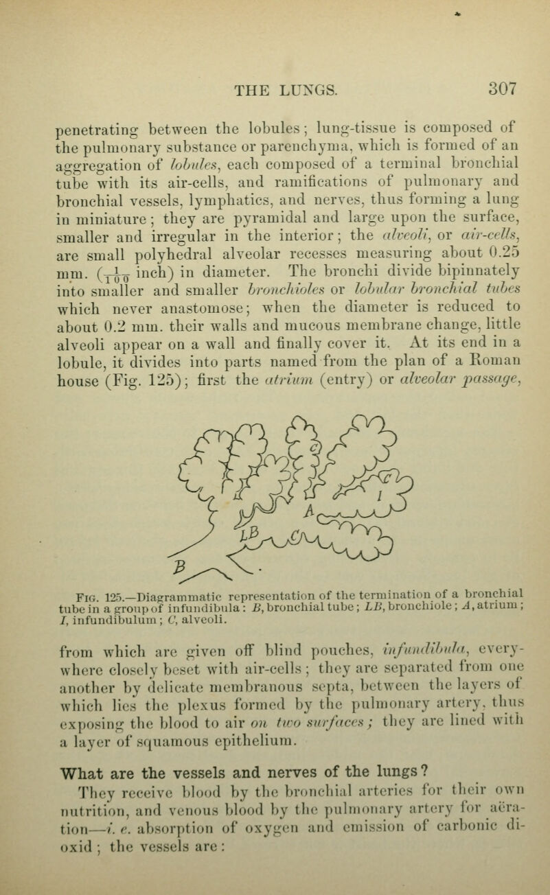 penetrating between the lobules; lung-tissue is composed of tlie pulmonary substance or parenchyma, which is formed of an aggregation of lohules^ each composed of a terminal bronchial tube with its air-cells, and ramifications of pulmonary and bronchial vessels, lymphatics, and nerves, thus forming a lung in miniature ; they are pyramidal and large upon the surface, smaller and irregular in the interior; the ahroli, or air-cells, are small polyhedral alveolar recesses measuring about 0.25 mni. (-j-^o inch) in diameter. The bronchi divide bipinnately into smaller and smaller bronchioles or lohulnr hronchial tuhes which never anastomose; when the diameter is reduced to about 0.2 mm. their walls and mucous membrane change, little alveoli appear on a wall and finally cover it. At its end in a lobule, it divides into parts named from the plan of a Roman house (Fig. 125); first the atrium (entry) or alveolar jx^^^saye, Fig P5 —Diagrammatic representation of the termination of a bronchial tube in a group of infundibula: iJ, bronchial tube ; Zi?, bronchiole ; ^.atnum; I, infundibulum ; C, alveoli. from which arc given off blind pouches, infamUhnla, every- where closely beset with air-cells ; they are separated from one another by delicate membranous septa, between the layers of which lies the plexus formed by the pulmonary artery, thus exposing the blood to air on two surfaces; they are lined with a layer of squamous epithelium. What are the vessels and nerves of the lungs ? They receive blood by the bronchial arteries for their own nutrition, and venous blood by the pulmonary artery for aera- tion—/. r. absorption of oxygen and emission of carbonic di- oxid ; the vessels are: