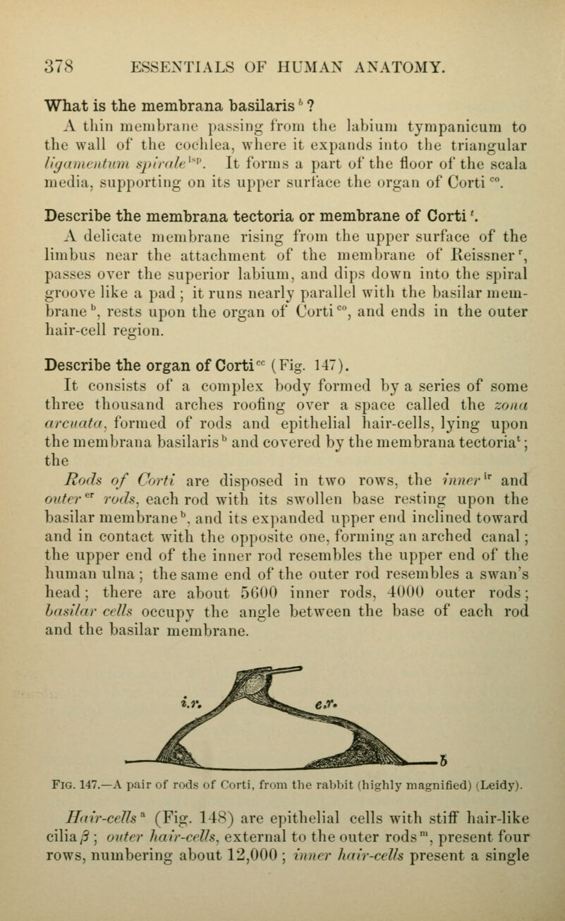 What is the membrana basilaris'' ? A thin membrane passing from the labium tympanicum to the wall of the cochlea, where it expands into the triangular llgamoitum sptrult^^. It forms a part of the floor of the scala media, supporting on its upper surface the organ of Corti''. Describe the membrana tectoria or membrane of Corti'. A delicate membrane rising from the upper surface of the limbus near the attachment of the membrane of Ileissner, passes over the superior labium, and dips down into the spiral groove like a pad ; it runs nearly parallel with the basilar mem- brane**, rests upon the organ of Corti', and ends in the outer hair-cell region. Describe the organ of Corti'' (Fig. 147). It consists of a complex body formed by a series of some three thousand arches roofing over a space called the zona arcuata. formed of rods and epithelial hair-cells, lying upon the membrana basilaris* and covered by the membrana tectoria'; the Rods of Corti are disposed in two rows, the inner ^^ and outer ^^ ?-ofZ.s, each rod with its swollen base resting upon the basilar membrane'', and its expanded upper end inclined toward and in contact with the opposite one, forming an arched canal; the upper end of the inner rod resembles the upper end of the human ulna ; the same end of the outer rod resembles a swan's head; there are about 5600 inner rods, 4000 outer rods; hasilar celh occupy the angle between the base of each rod and the basilar membrane. Fig. 147.—a pair of rods of Corti, from the rabbit (highly magnified) (Leidy). Hdir-cens^ (Fig. 148) are epithelial cells with stiff hair-like cilia/5 ; outer hair-cells, external to the outer rods', present four rows, numbering about 12,000 ; inner hair-cells present a single