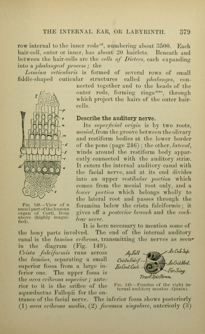 row internal to the inner rods*^, numbering about P>500. Each hair-cell, outer or inner, has about 20 hairlets. Beneath and between the hair-cells are the cells of Dieters^ each expanding into 2l phalangeal process ; the Lamiaa reticularis is formed of several rows of small fiddle-shaped cuticular structures called phalanges^ con- nected together and to the heads of the outer rods, forming rings°'°'', through which project the hairs of the outer hair- cells. Describe the auditory nerve. Its snperjjcial origin is by two roots, wcs/«/, from the groove between the olivary and restiform bodies at the lower border of the pons (page 246) ; the other, lateral, winds around the restiform body appar- ently connected with the auditory stri^. It enters the internal auditory canal with the facial nerve, and at its end divides into an upper vestihular portion which comes from the mesial root only, and a loirer portion which belongs wholly to the lateral root and passes through the foramina below the crista falciform is; it gives off a posterior brancli and the coch- lear nerve. It is here necessary to mention some of the bony parts involved. The end of the internal auditory canal is the lamina cribrosa, transmitting the nerves as seen' in the diagram (Fig. 149). Crista falcifonnis runs across the l((min(f, separating a small superior fossa from a large in- ferior one. The upper fossa is the frrea crihrosa superior ; ante- rior to it is the orifice of the aquoL'ductus Fallopii for the en- trance of the facial nerve. The inferior fossa shows posteriorly (1) area crihrosa media, (2) foramen singnlare, anteriorly (X») Fig. 148.—View of a small partofthelnnnan organ of (orti, from above (highlj* magni- fied). CristaFcdcif- /br.Cent.CocA SpirHr Jr.CriUufe. ■Jr.CrikMecL for.Sinq. Fro. 149.—Fnndu.s of the riglit in- ternal anditory meatus ((iuain).