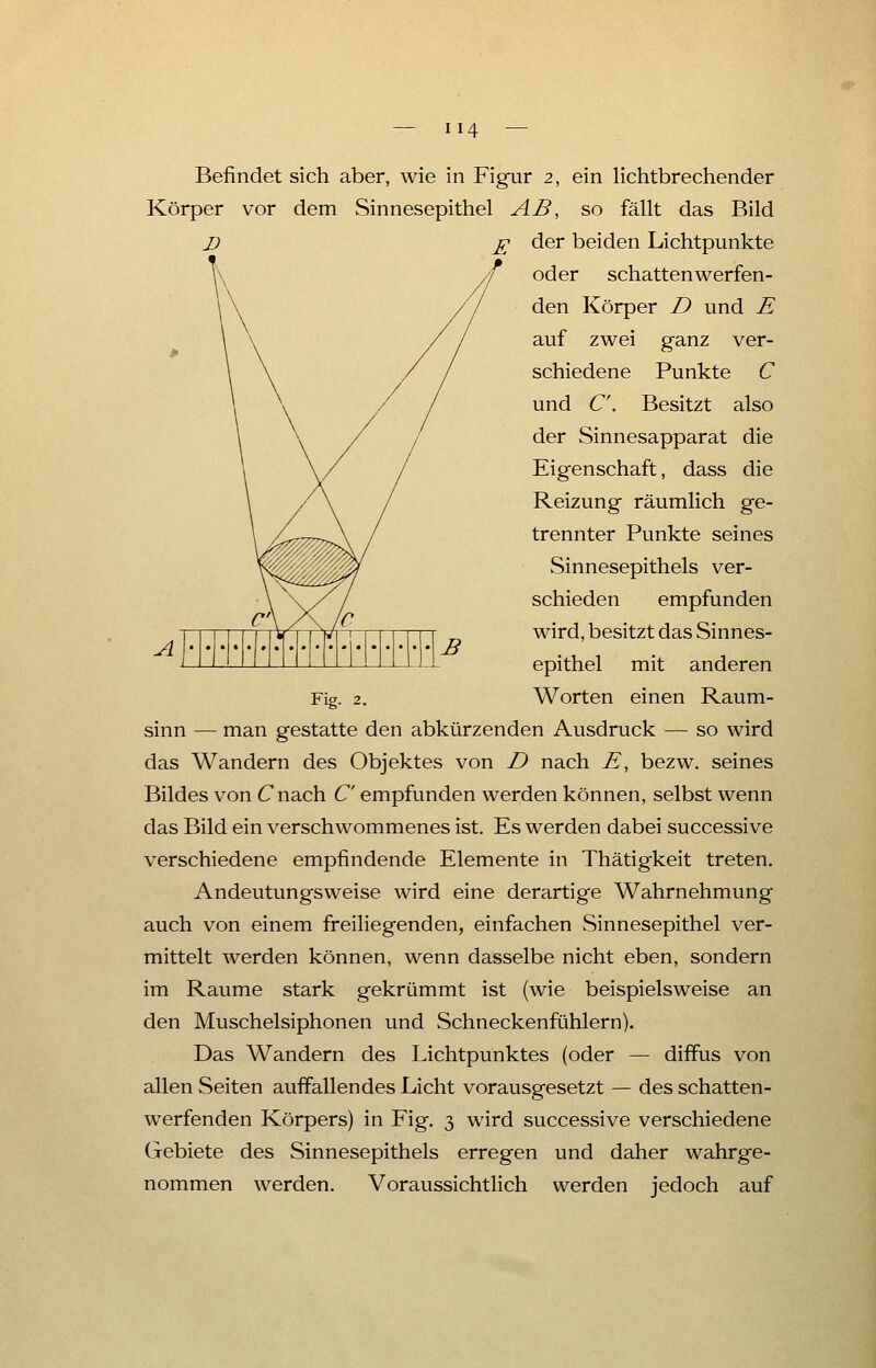 A B Befindet sich aber, wie in Figur 2, ein lichtbrechender Körper vor dem Sinnesepithel AB, so fällt das Bild D £ der beiden Lichtpunkte oder schatten werfen- den Körper D und E auf zwei ganz ver- schiedene Punkte C und C. Besitzt also der Sinnesapparat die Eigenschaft, dass die Reizung räumlich ge- trennter Punkte seines Sinnesepithels ver- schieden empfunden wird, besitzt das Sinnes- epithel mit anderen Fig. 2. Worten einen Raum- sinn — man gestatte den abkürzenden Ausdruck — so wird das Wandern des Objektes von D nach £, bezw. seines Bildes von Cnach C empfunden werden können, selbst wenn das Bild ein verschwommenes ist. Es werden dabei successive verschiedene empfindende Elemente in Thätigkeit treten. Andeutungsweise wird eine derartige Wahrnehmung auch von einem freiliegenden, einfachen Sinnesepithel ver- mittelt werden können, wenn dasselbe nicht eben, sondern im Räume stark gekrümmt ist (wie beispielsweise an den Muschelsiphonen und Schneckenfühlern). Das Wandern des Lichtpunktes (oder — diffus von allen Seiten auffallendes Licht vorausgesetzt — des schatten- werfenden Körpers) in Fig. 3 wird successive verschiedene Gebiete des Sinnesepithels erregen und daher wahrge- nommen werden. Voraussichtlich werden jedoch auf