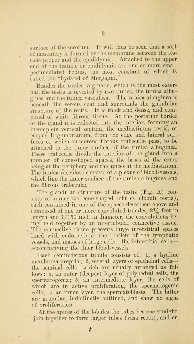 surface of the scrotum. It will thus be seen that a sort of mesentery is formed by the membrane between the tes- ticle proper and the epididymis. Attached to the upper end of the testicle or epididymis are one or more small pedunculated bodies, the most constant of which is called the hydatid of Morgagni. Besides the tunica vaginalis, which is the most exter- nal, the Lestis is invested by two tunics, the tunica albu- a and the tunica vasculosa. The tunica albuginea is beneath the serous coat and surrounds the glandular structure of the testis. It is thick and. dense, and com- id of white fibrous tissue. At the posterior border of the gland it is reflected into the interior, forming an incomplete vertical septum, the mediastinum testis, or corpus Highmorianum, from the edge and lateral sur- faces of which numerous fibrous trabecular pass, to be attached to the inner surface of the tunica albuginea. These trabecular divide the interior of the gland into a number of cone-shaped spaces, the bases of the cones being at the periphery and the apices at the mediastinum. The tunica vasculosa consists of a plexus of blood-vessels, which line the inner surface of the tunica albuginea and the fibrous trabecular. The glandular structure of the testis (Fig. A) con- sists of numerous cone-shaped lobules (lobuli testis), each contained in one of the spaces described above and composed of one or more convoluted tubules, 2*4 feet in length and 1/150 inch in diameter, the convolutions be- ing held together by an intertubular connective tissue. , The connective tissue presents large interstitial spaces lined with endothelium, the rootlets of the lymphatic vessels, and masses of large cells—the interstitial cells— accompanying the finer blood-vessels. Each seminiferous tubule consists of: 1, a hyaline membrana propria ; 2, several layers of epithelial cells— the seminal cells—which are usually arranged as fol- lows: a, an outer (deeper) layer of polyhedral cells, the spermatogoma; h, an intermediate layer, the cells of which are in active proliferation, the spermatogenie cells; c, an inner layer, the spermatoblasts. The latter are granular, indistinctly outlined, and show no signs of proliferation. At the apices of the lobules the tubes become straight, join together to form larger tubes (vasa recta), and en-