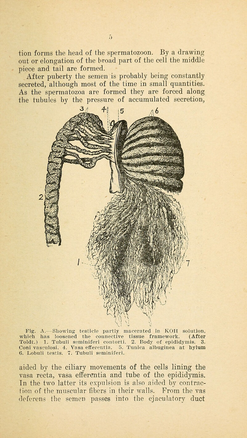 tion forms the head of the spermatozoon. By a drawing out or elongation of the broad part of the cell the middle piece and tail are formed. After puberty the semen is probably being constantly secreted, although most of the time in small quantities. As the spermatozoa are formed they are forced along the tubules by the pressure of accumulated secretion, 3,4 H Fig. A.—Showing testicle partly macerated in KOH solution, which has loosened the connective tissue framework. (After Toldt.) 1. Tubuli seminiferi contorti. 2. Body of epididymis. 3. Coni vasculosi. 4. Vasa efferentia. 5. Tunica albuginea at hylum 6. Lobuli testis. 7. Tubuli seminiferi. aided by the ciliary movements of the cells lining the vasa recta, vasa efferentia and tube of the epididymis. In the two latter its expulsion is also aided by contrac- tion of the muscular fibers in their walls. From the vas deferens the semen passes into the ejaeulatory duct