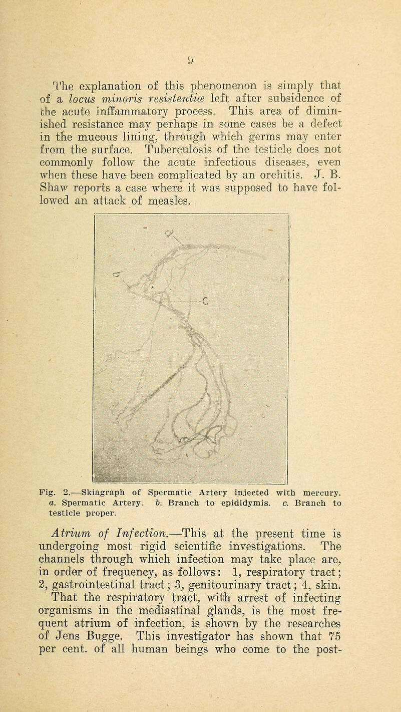 The explanation of this phenomenon is simply that of a locus minoris residential left after subsidence of the acute inflammatory process. This area of dimin- ished resistance may perhaps in some cases be a defect in the mucous lining, through which germs may enter from the surface. Tuberculosis of the testicle does not commonly follow the acute infectious diseases, even when these have been complicated by an orchitis. J. B. Shaw reports a case where it was supposed to have fol- lowed an attack of measles. Fig. 2.—Skiagraph of Spermatic Artery injected with mercury. a. Spermatic Artery, b. Branch to epididymis, c. Branch to testicle proper. Atrium of Infection.—This at the present time is undergoing most rigid scientific investigations. The channels through which infection may take place are, in order of frequency, as follows: 1, respiratory tract; 2, gastrointestinal tract; 3, genitourinary tract; 4, skin. That the respiratory tract, with arrest of infecting organisms in the mediastinal glands, is the most fre- quent atrium of infection, is shown by the researches of Jens Bugge. This investigator has shown that 75 per cent, of all human beings who come to the post-