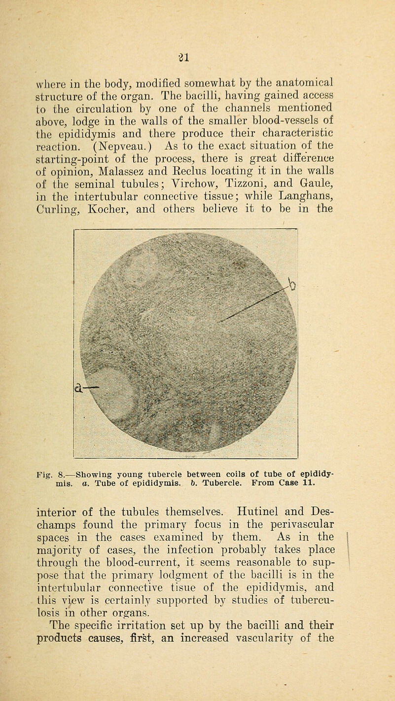 where in the body, modified somewhat by the anatomical structure of the organ. The bacilli, having gained access to the circulation by one of the channels mentioned above, lodge in the walls of the smaller blood-vessels of the epididymis and there produce their characteristic reaction. (Nepveau.) As to the exact situation of the starting-point of the process, there is great difference of opinion, Malassez and Eeclus locating it in the walls of the seminal tubules; Virchow, Tizzoni, and Gaule, in the intertubular connective tissue; while Langhans, Curling, Kocher, and others believe it to be in the Jo Pig. 8.—Showing young tubercle between coils of tube of epididy- mis, a. Tube of epididymis, b. Tubercle. From Case 11. interior of the tubules themselves. Hutinel and Des- champs found the primary focus in the perivascular spaces in the cases examined by them. As in the majority of cases, the infection probably takes place through the blood-current, it seems reasonable to sup- pose that the primary lodgment of the bacilli is in the intertubular connective tisue of the epididymis, and this view is certainly supported by studies of tubercu- losis in other organs. The specific irritation set up by the bacilli and their products causes, first, an increased vascularity of the