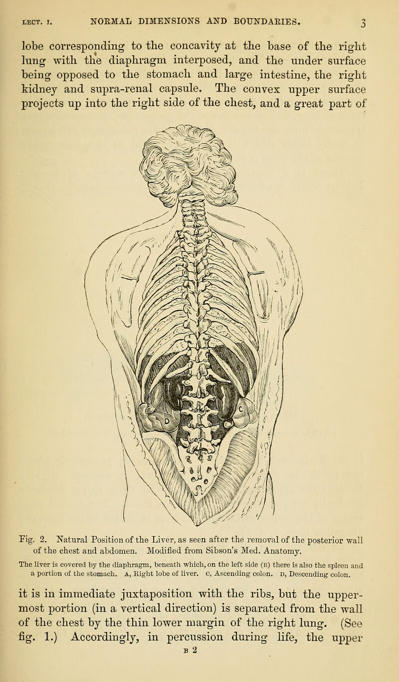 lobe corresponding to the concavity at the base of the right lung with the diaphragm interposed, and the under surface being opposed to the stomach and large intestine, the right kidney and supra-renal capsule. The convex upper surface projects up into the right side of the chest, and a great part of Fig. 2. Natiiral Position of the Liver, as seen after the removal of the posterior wall of the chest and abdomen. Modified from Sibson's Med. Anatomy. The liver is covered by the diaphragm, beneath which, on the left side (b) there is also the spleen and a portion of the stomach. A, Eight lobe of liver, c, Ascending colon, d, Descending colon. it is in immediate juxtaposition with the ribs, but the upper- most portion (in a vertical direction) is separated from the wall of the chest by the thin lower margin of the right lung. (See fig. 1.) Accordingly, in percussion during life, the upper B 2