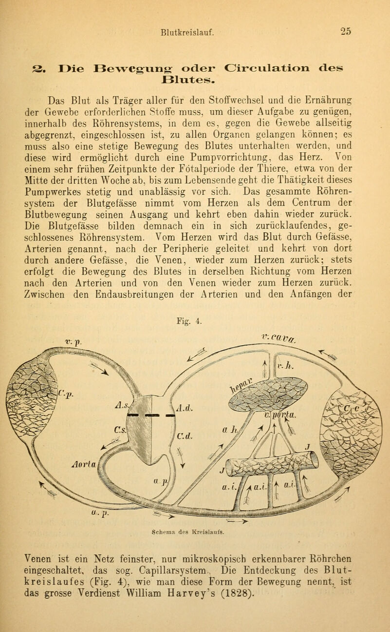 3. Die Bewegung oder* Circnlation des -Blutes. Das Blut als Träger aller für den Stoffwechsel und die Ernährung der Gewebe erforderlichen Stoffe muss, um dieser Aufgabe zu genügen. innerhalb des Röhrensystems, in dem es, gegen die Gewebe allseitig abgegrenzt, eingeschlossen ist, zu allen Organen gelangen können; es muss also eine stetige Bewegung des Blutes unterhalten werden, und diese wird ermöglicht durch eine Pumpvorrichtung, das Herz. Von einem sehr frühen Zeitpunkte der Fötalperiode der Thiere, etwa von der Mitte der dritten Woche ab. bis zum Lebensende geht die Thätigkeit dieses Pumpwerkes stetig und unablässig vor sich. Das gesammte Röhren- system der Blutgefässe nimmt vom Herzen als dem Centrum der Blutbewegung seinen Ausgang und kehrt eben dahin wieder zurück. Die Blutgefässe bilden demnach ein in sich zurücklaufendes, ge- schlossenes Röhrensystem. Vom Herzen wird das Blut durch Gefässe, Arterien genannt, nach der Peripherie geleitet und kehrt von dort durch andere Gefässe, die Venen, wieder zum Herzen zurück; stets erfolgt die Bewegung des Blutes in derselben Richtung vom Herzen nach den Arterien und von den Venen wieder zum Herzen zurück. Zwischen den Endausbreitungen der Arterien und den Anfängen der Fig. 4. v-C'(lVq. Schema des Kreislaufs. Venen ist ein Netz feinster, nur mikroskopisch erkennbarer Röhrchen eingeschaltet, das sog. Capillarsystem. Die Entdeckung des Blut- kreislaufes (Fig. 4), wie man diese Form der Bewegung nennt, ist das grosse Verdienst William Harvey's (1828).