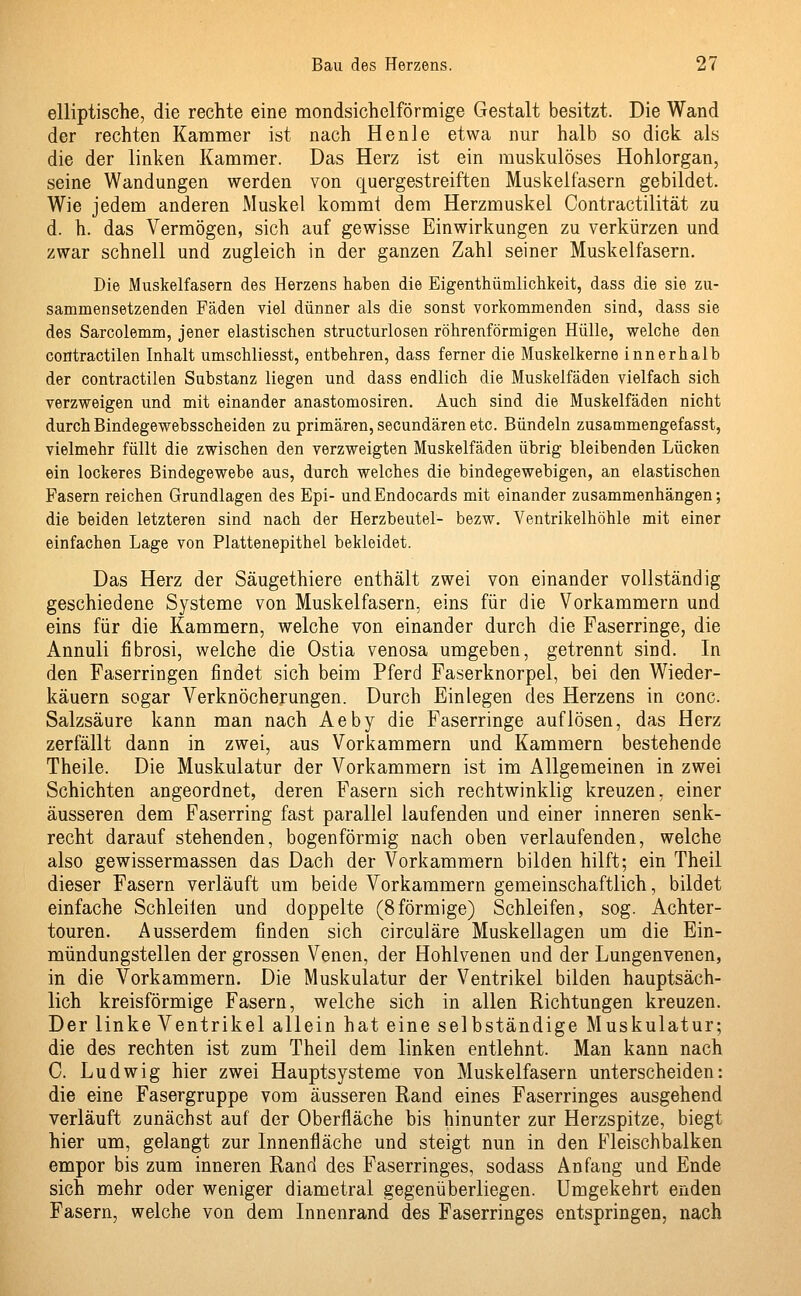 elliptische, die rechte eine mondsichelförmige Gestalt besitzt. Die Wand der rechten Kammer ist nach He nie etwa nur halb so dick als die der linken Kammer. Das Herz ist ein muskulöses Hohlorgan, seine Wandungen werden von quergestreiften Muskelfasern gebildet. Wie jedem anderen Muskel kommt dem Herzmuskel Contractilität zu d. h. das Vermögen, sich auf gewisse Einwirkungen zu verkürzen und zwar schnell und zugleich in der ganzen Zahl seiner Muskelfasern. Die Muskelfasern des Herzens haben die Eigenthümlichkeit, dass die sie zu- sammensetzenden Fäden viel dünner als die sonst vorkommenden sind, dass sie des Sarcolemm, jener elastischen structurlosen röhrenförmigen Hülle, welche den contractilen Inhalt umschliesst, entbehren, dass ferner die Muskelkerne innerhalb der contractilen Substanz liegen und dass endlich die Muskelfäden vielfach sich verzweigen und mit einander anastomosiren. Auch sind die Muskelfäden nicht durch Bindegewebsscheiden zu primären, secundären etc. Bündeln zusammengefasst, vielmehr füllt die zwischen den verzweigten Muskelfäden übrig bleibenden Lücken ein lockeres Bindegewebe aus, durch welches die bindegewebigen, an elastischen Fasern reichen Grundlagen des Epi- undEndocards mit einander zusammenhängen; die beiden letzteren sind nach der Herzbeutel- bezw. Ventrikelhöhle mit einer einfachen Lage von Plattenepithel bekleidet. Das Herz der Säugethiere enthält zwei von einander vollständig geschiedene Systeme von Muskelfasern, eins für die Vorkammern und eins für die Kammern, welche von einander durch die Faserringe, die Annuli fibrosi, welche die Ostia venosa umgeben, getrennt sind. In den Faserringen findet sich beim Pferd Faserknorpel, bei den Wieder- käuern sogar Verknöcherungen. Durch Einlegen des Herzens in conc. Salzsäure kann man nach Aeby die Faserringe auflösen, das Herz zerfällt dann in zwei, aus Vorkammern und Kammern bestehende Theile. Die Muskulatur der Vorkammern ist im Allgemeinen in zwei Schichten angeordnet, deren Fasern sich rechtwinklig kreuzen, einer äusseren dem Faserring fast parallel laufenden und einer inneren senk- recht darauf stehenden, bogenförmig nach oben verlaufenden, welche also gewissermassen das Dach der Vorkammern bilden hilft; ein Theil dieser Fasern verläuft um beide Vorkammern gemeinschaftlich, bildet einfache Schleilen und doppelte (8förmige) Schleifen, sog. Achter- touren. Ausserdem finden sich circuläre Muskellagen um die Ein- mündungstellen der grossen Venen, der Hohlvenen und der Lungenvenen, in die Vorkammern. Die Muskulatur der Ventrikel bilden hauptsäch- lich kreisförmige Fasern, welche sich in allen Richtungen kreuzen. Der linke Ventrikel allein hat eine selbständige Muskulatur; die des rechten ist zum Theil dem linken entlehnt. Man kann nach C. Ludwig hier zwei Hauptsysteme von Muskelfasern unterscheiden: die eine Fasergruppe vom äusseren Rand eines Faserringes ausgehend verläuft zunächst auf der Oberfläche bis hinunter zur Herzspitze, biegt hier um, gelangt zur Innenfläche und steigt nun in den Fleischbalken empor bis zum inneren Rand des Faserringes, sodass Anfang und Ende sich mehr oder weniger diametral gegenüberliegen. Umgekehrt enden Fasern, welche von dem Innenrand des Faserringes entspringen, nach