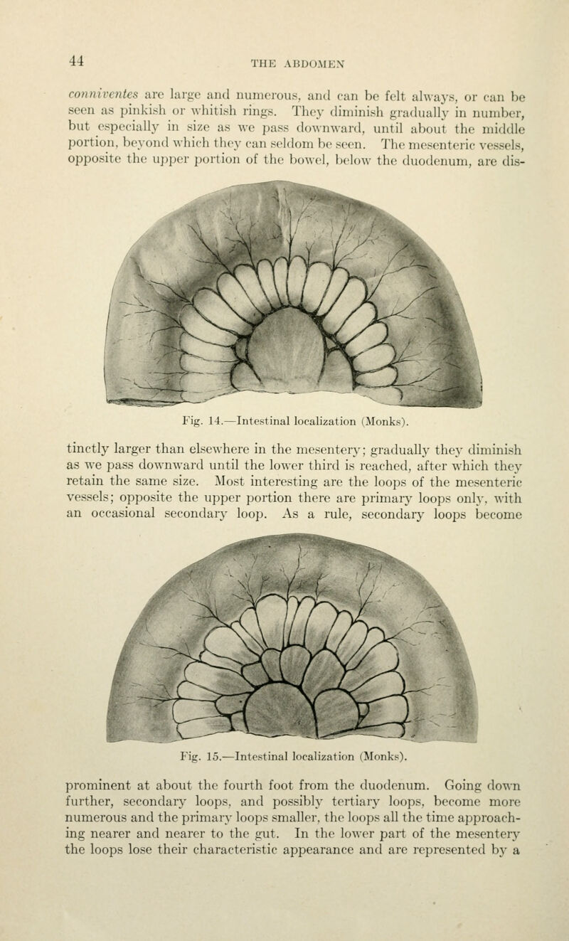 conniventes arc large and numerous, and can be felt always, or can be seen as i)inkish or whitish rings. The}- diminish gradual!}- in number, but especially in size as we pass downward, until about the middle portion, beyond which they can seldom be seen. The mesenteric vessels, opposite the upper portion of the bowel, below the duodenum, are dis- Intestinal localization (Monks). tinctly larger than elsewhere in the mesentery; gradually they diminish as we pass downward until the lower third is reached, after which they retain the same size. Most interesting are the loops of the mesenteric vessels; opposite the upper portion there are primarj^ loops onh-, with an occasional secondary loop. As a rule, secondary loops become Fig. 15.—Intestinal localization (Monks). prominent at about the fourth foot from the duodenum. Going down further, secondary loops, and possibly tertiary loops, become more numerous and the primary loops smaller, the loops all the time approach- ing nearer and nearer to the gut. In the lower part of the mesentery the loops lose their characteristic appearance and are represented b}- a