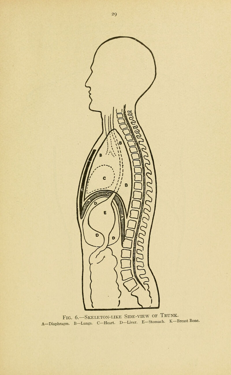 Fig 6.—Skeleton-like Side-view of Trunk. A-Diaphragm. B-Lungs. C-Heart. D-Liver. E-Stomach. K-Breast Bone.