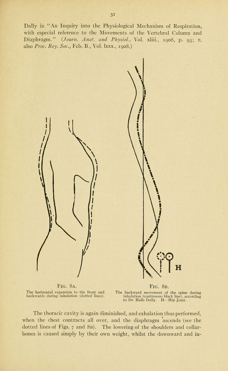 Dally in An Inquiry into the Physiological Mechanism of Respiration, with especial reference to the Movements of the Vertebral Column and Diaphragm. {Joiirn. Anat. and Physiol., Vol. xliii., 1908, p. 93; v. also Proc. Roy. Sac, Feb. B., Vol. Ixxx., 1908.) / Fig. 8a. The horizontal expansion to the front and backwards during inhalation (dotted lines). Fig. 8b. The backward movement of the spine during inhalation (continuous black line), according to Dr. Halls Dally. H—Hip Joint. The thoracic cavity is again diminished, and exhalation thus performed, when the chest contracts ail over, and the diaphragm ascends (see the dotted lines of Figs. 7 and 8b). The lowering of the shoulders and collar- bones is caused simply by their own weight, whilst the downward and in-