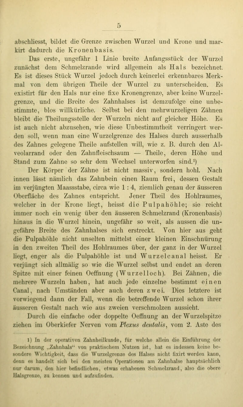 abschliesst, bildet die Grenze zwischen Wurzel und Krone und mar- kirt dadurch die Kronenbasis. Das erste, ungefähr 1 Linie breite Anfangsstück der Wurzel zunächst dem Schmelzrande wird allgemein als Hals bezeichnet. Es ist dieses Stück Wurzel jedoch durch keinerlei erkennbares Merk- mal von dem übrigen Theile der Wurzel zu unterscheiden. Es existirt für den Hals nur eine fixe Kronengrenze, aber keine Wurzel- grenze, und die Breite des Zahnhalses ist demzufolge eine unbe- stimmte, blos willkürliche. Selbst bei den mehrwurzeligen Zähnen bleibt die Theilungsstelle der Wurzeln nicht auf gleicher Höhe. Es ist auch nicht abzusehen, wie diese Unbestimmtheit verringert wer- den soll, wenn man eine Wurzelgrenze des Halses durch ausserhalb des Zahnes gelegene Theile aufstellen Avill, wie z. B. durch den Al- veolarrand oder den Zahnfleischsaum — Theile, deren Höhe und Stand zum Zahne so sehr dem Wechsel unterworfen sind.^) Der Körper der Zähne ist nicht massiv, sondern hohl. Nach innen lässt nämlicli das Zahnbein einen Eaum frei, dessen Gestalt im verjüngten Maassstabe, circa wie 1 : 4, ziemlich genau der äusseren Überfläche des Zahnes entspricht. Jener Theil des Hohlraumes, welcher in der Krone liegt, heisst die Pulpahöhle; sie reicht immer noch ein wenig über den äusseren Schmelzrand (Kronenbasis) hinaus in die Wurzel hinein, ungefähr so weit, als aussen die un- gefähre Breite des Zahnhalses sich erstreckt. Yon hier aus geht die Pulpahöhle nicht unselten mittelst einer kleinen Einschnürung in den zweiten Theil des Hohlraumes über, der ganz in der Wurzel liegt, enger als die Pulpahöhle ist und Wurzelcanal heisst. Er verjüngt sich allmähg so wie die Wurzel selbst und endet an deren Spitze mit einer feinen Oeffnung (Wurzelloch). Bei Zähneu, die mehrere Wurzeln haben, hat auch jede einzelne bestimmt einen Canal, nach Umständen aber auch deren zwei. Dies letztere ist vorwiegend dann der Fall, wenn die betreffende Wurzel schon ihrer äusseren Gestalt nach wie aus zweien verschmolzen aussieht. Durch die einfache oder doppelte Oeffnung an der Wiirzelspitze ziehen im Oberkiefer Nerven vom Plexus dentalis^ vom 2. Aste des 1) In der operativen Zahnhoilkundo, für welche allein die Einführung der Bezeichnung ,.Zahnhals von praktisoliern Nutzen ist, iiat es indessen keine be- sondere Wichtigkeit, das« die Wurzelgrcnze dos Halses nicht fixirt worden kann, denn es handelt sicii bei den meisten Operationen am Zahnlialse hauptsüchlich nur darum, den hier befindlichen, etwa.s erhabenen Schmelzrand, also die obere UaLsgrenze, zu kennen und aufzufinden.