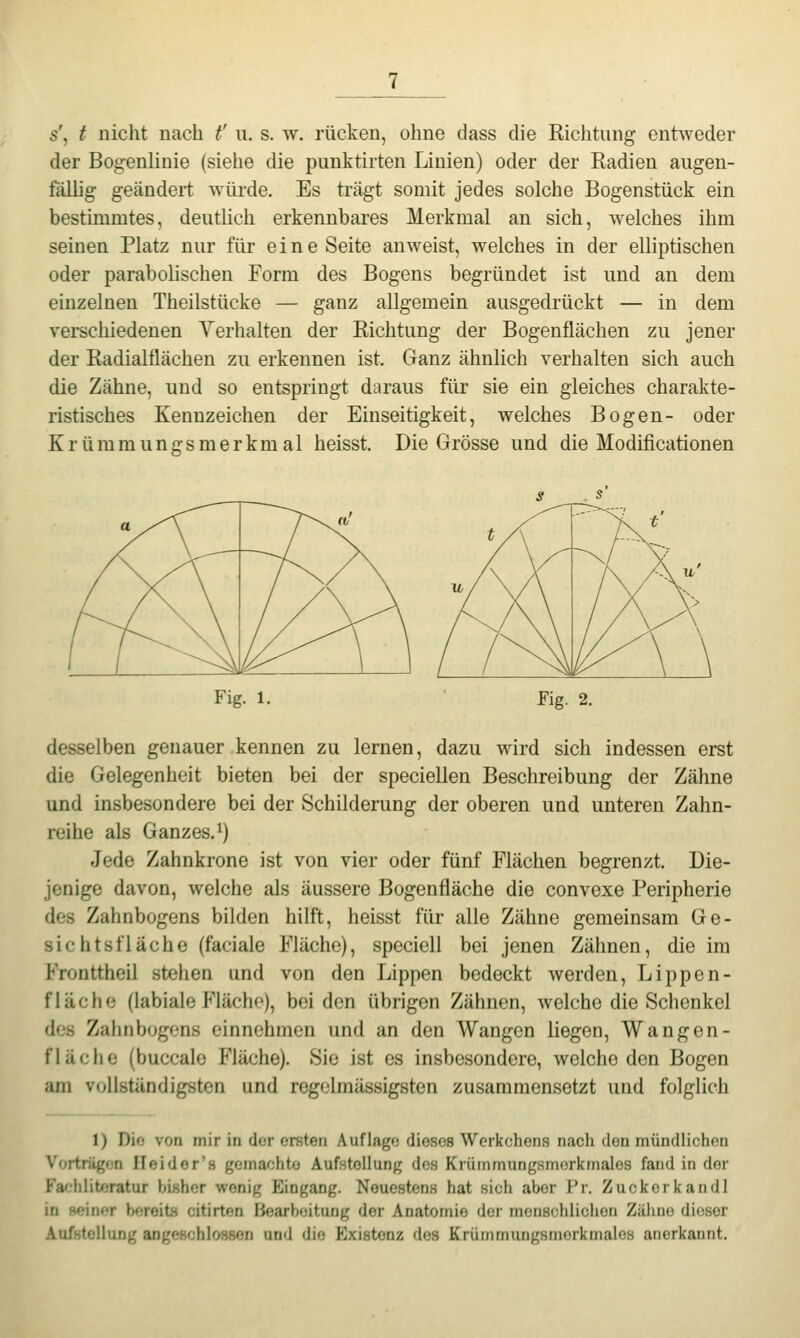 s', t nicht nach t' u. s. w. rücken, ohne class die Richtung entweder der Bogenlinie (siehe die punktirten Linien) oder der Radien augen- fällig geändert wüi'de. Es trägt somit jedes solche Bogenstück ein bestimmtes, deutlich erkennbares Merkmal an sich, welches ihm seinen Platz nur für eine Seite anweist, welches in der elliptischen oder parabolischen Form des Bogens begründet ist und an dem einzelnen Theilstücke — ganz allgemein ausgedrückt — in dem verschiedenen Verhalten der Richtung der Bogenflächen zu jener der Radialflächen zu erkennen ist. Ganz ähnlich verhalten sich auch die Zähne, und so entspringt daraus für sie ein gleiches charakte- ristisches Kennzeichen der Einseitigkeit, welches Bogen- oder Krümraungsmerkmal heisst. Die Grösse und die Modificationen Fig. 1. Fig. 2. desselben genauer kennen zu lernen, dazu wird sich indessen erst die Gelegenheit bieten bei der specieUen Beschreibung der Zähne und insbesondere bei der Schilderung der oberen und unteren Zahn- reihe als Ganzes.^) Jede Zahnkrone ist von vier oder fünf Flächen begrenzt. Die- jenige davon, welche als äussere Bogenfläche die convexe Peripherie des Zahnbogens bilden hilft, heisst für alle Zähne gemeinsam Ge- sichtsflache (faciale Fläche), speciell bei jenen Zähnen, die im Fronttheil stehen und von den Lippen bedeckt werden, Lippen- flächo (labiale Fläche), beiden übrigen Zähnen, welche die Schenkel dos Zahnbogens einnehmen und an den Wangen liegen, Wangon- flache (buccale Fläche). Sie ist es insbesondere, welche den Bogen am vollständigsten und regolmässigsten zusammensetzt und folglich 1) Dio von mir in clor ersten Auflage dieses Werkchens nach den mündlichen Vortrüi^on Heidor's gcmaohto Aufstellung des Krütnmungsmorkmales fand in der Faf-liliteratur bisher wonig Eingang. Neuestens hat sicli aber l'r. Zuckcrkandl in «M?in(;r bereits citirten Bearbeitung der Anatomie der menschlichen Zähne dioHor Aufstellung angeschlossen und dio Existenz des Krümmungsmorkmaloa anerkannt.