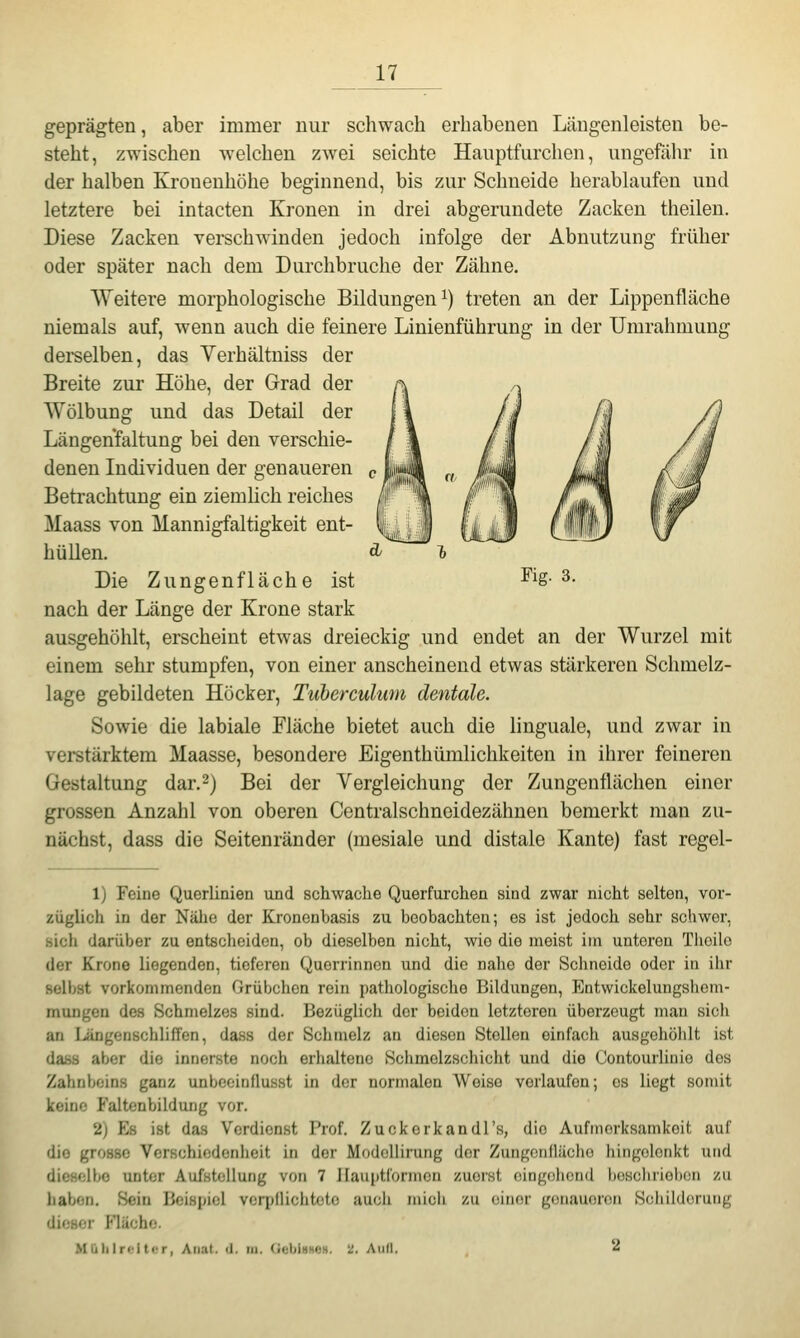 geprägten, aber immer nur schwach erhabenen Längenleisten be- steht, zwischen welchen zwei seichte Hauptfurchen, ungefähr in der halben Kronenhöhe beginnend, bis zur Schneide herablaufen und letztere bei intacten Kronen in drei abgerundete Zacken theilen. Diese Zacken verschwinden jedoch infolge der Abnutzung früher oder später nach dem Durchbruche der Zähne. Weitere morphologische Bildungen^) treten an der Lippenfläche niemals auf, wenn auch die feinere Linienführung in der Umrahmung dei'selben, das Yerhältniss der Breite zur Höhe, der Grad der Wölbung und das Detail der Läugenfaltung bei den verschie- denen Individuen der genaueren Betrachtung ein ziemlich reiches Maass von Mannigfaltigkeit ent- hüllen. Die Zungenfläche ist nach der Länge der Krone stark ausgehöhlt, erscheint etwas dreieckig und endet an der Wurzel mit einem sehr stumpfen, von einer anscheinend etwas stärkeren Schmelz- lage gebildeten Höcker, Tuberculum dentale. Sowie die labiale Fläche bietet auch die linguale, und zwar in verstärktem Maasse, besondere Eigenthümlichkeiten in ihrer feineren Gestaltung dar.2) Bei der Vergleichung der Zungenflächen einer grossen Anzahl von oberen Centralschneidezähnen bemerkt man zu- nächst, dass die Seitenränder (mesiale und distale Kante) fast regel- Fig. 3. 1) Feine Querlinien und schwache Querfurchen sind zwar nicht selten, vor- züglich in der Nähe der Kronenbasis zu beobachten; es ist jedoch sehr schwor, .sich darüber zu entscheiden, ob dieselben nicht, wie die meist im unteren Thoile der Krone liegenden, tieferen Querrinnen und die nahe der Schneide oder in ihr selbst vorkommenden Grübchen rein pathologische Bildungen, J]ntwickelungshcm- mungen des Schmelzes sind. Bezüglich der beiden letzteren überzeugt man sich an lüngenschliffen, dass der Schmelz an diesen Stellen einfach ausgehöhlt ist daüs aber die innerste noch erhaltene Schmelzscliicht und die Contourliuie des Zahnbeins ganz unbeoinflusst in der normalen Weise verlaufen; es liegt somit keine P'altenbildung vor. 2) Es ist das Verdienst Prof. ZuokcrkandTs, die Aufmerksamkeit auf die grosse Verschiedenheit in der ModoUirung der Zungoniläche hingelenkt und dieselbe unter Aufstellung von 7 Ilauptformen zuerst eingehend besclirieben zu haben. Sein Beispiel veriillichtoto aucii mich zu einer gotiauernn Schilderung dieser Hache. Mühlrcltor, Ariat. <i. in. (icbiHHOH. 2. AuM. 2