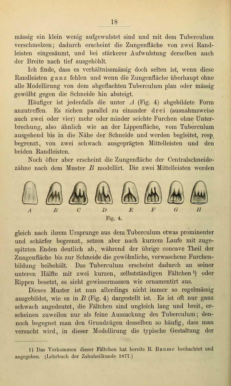 massig ein klein wenig aufgewulstet sind und mit dem Tuberculura verschmelzen; dadurch erscheint die Zungenfläche von zwei Rand- leisten eingesäumt, und bei stärkerer Aufwulstung derselben auch der Breite nach tief ausgehöhlt. Ich finde, dass es verhältnissmässig doch selten ist, wenn diese Randleisten ganz fehlen und wenn die Zungenfläche überhaupt ohne alle Modellirung von dem abgeflachten Tuberculum plan oder massig gewölbt gegen die Schneide hin absteigt. Häufiger ist jedenfalls die unter A (Fig. 4) abgebildete Form anzutreffen. Es ziehen parallel zu einander drei (ausnahmsweise auch zwei oder vier) mehr oder minder seichte Furchen ohne Unter- brechung, also ähnlich wie an der Lippenfläche, vom Tuberculum ausgehend bis in die Nähe der Schneide und werden begleitet, resp. begrenzt, von zwei schwach ausgeprägten Mittelleisten und den beiden Randleisten. Noch öfter aber erscheint die Zungenfläche der Centralschneide- zähne nach dem Muster B modellirt. Die zwei Mittelleisten werden gleich nach ihrem Ursprünge aus dem Tuberculum etwas prominenter und schärfer begrenzt, setzen aber nach kurzem Laufe mit zuge- spitzten Enden deutlich ab, während der übrige concave Theil der Zungenfläche bis zur Schneide die gewöhnliche, verwaschene Furchen- bildung beibehält. Das Tuberculum erscheint dadurch an seiner unteren Hälfte mit zwei kurzen, selbstständigen Fältcheni) oder Rippen besetzt, es sieht gewissermassen wie ornamentirt aus. Dieses Muster ist nun allerdings nicht immer so regelmässig ausgebildet, wie es in B (Fig. 4) dargestellt ist. Es ist oft nur ganz schwach angedeutet, die Fältchen sind ungleich lang und breit, er- scheinen zuweilen nur als feine Auszackung des Tuberculum; den- noch begegnet man den Grundzügen desselben so häufig, dass man versucht wird, in dieser Modellirung die typische Gestaltung der 1) Das Yorkommen dieser Fältclieii hat bereits R. Baume beobachtet und angegeben. (Lehrbuch der Zahnheilkuude 1877.)