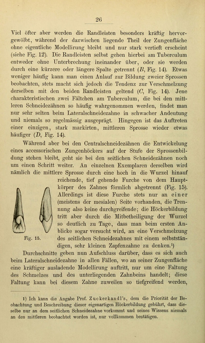 Viel öfter aber werden die Eandleisten besonders kräftig hervor- gewölbt, während der dazwischen hegende Theil der Zungenfläche ohne eigenthche Modellirung bleibt und nur stark vertieft erscheint (siehe Fig. 12). Die Eandleisten selbst gehen hierbei am Tuberculum entweder ohne Unterbrechung ineinander über, oder sie werden durch eine kürzere oder längere Spalte getrennt (B, Fig. 14). Etwas weniger häufig kann man einen Anlauf zur Bildung zweier Sprossen beobachten, stets macht sich jedoch die Tendenz zur Verschmelzung derselben mit den beiden Randleisten geltend (0, Fig. 14). Jene charakteristischen zwei Fältchen am Tuberculum, die bei den mitt- leren Schneidezähnen so häufig wahrgenommen werden, findet man nur sehr selten beim Lateralschneidezahne in schwacher Andeutung und niemals so regelmässig ausgeprägt. Hingegen ist das Auftreten einer einzigen, stark markirten, mittleren Sprosse wieder etwas häufiger (D, Fig. 14). Während aber bei den Centralschneidezähnen die Entwickelung eines accessorischen Zungenhöckers auf der Stufe der Sprossenbil- dung stehen bleibt, geht sie bei den seitlichen Schneidezähnen noch um einen Schritt weiter. An einzelnen Exemplaren derselben wird nämlich die mittlere Sprosse durch eine hoch in die Wurzel hinauf reichende, tief gehende Furche von dem Haupt- körper des Zahnes förmlich abgetrennt (Fig. 15). Allerdings ist diese Furche stets nur an einer (meistens der mesialen) Seite vorhanden, die Tren- nung also keine durchgreifende; die Höckerbildung tritt aber durch die Mitbetheiligung der Wurzel so deutlich zu Tage, dass man beim ersten An- blicke sogar versucht wird, an eine Yerschmelzung ^ig. 15. des seitlichen Schneidezahnes mit einem selbststän- digen, sehr kleinen Zapfenzahne zu denken.^) Durchschnitte geben nun Aufschluss darüber, dass es sich auch beim Lateralschneidezahne in allen Fällen, wo an seiner Zungenfläche eine kräftiger ausladende Modellirung auftritt, nur um eine Faltung des Schmelzes und des unterHegenden Zahnbeins handelt; diese Faltung kann bei diesem Zahne zuweilen so tiefgreifend werden, 1) Ich kann die Angabe Prof. Zuckerkandl's, dem die Priorität der Be- obachtung und Beschreibung dieser eigenartigen Höckerbildung gebührt, dass die- selbe nur an dem seitlichen Schneidezahne vorkommt und seines Wissens niemals an den mittleren beobachtet worden ist, nur vollkommen bestätigen.