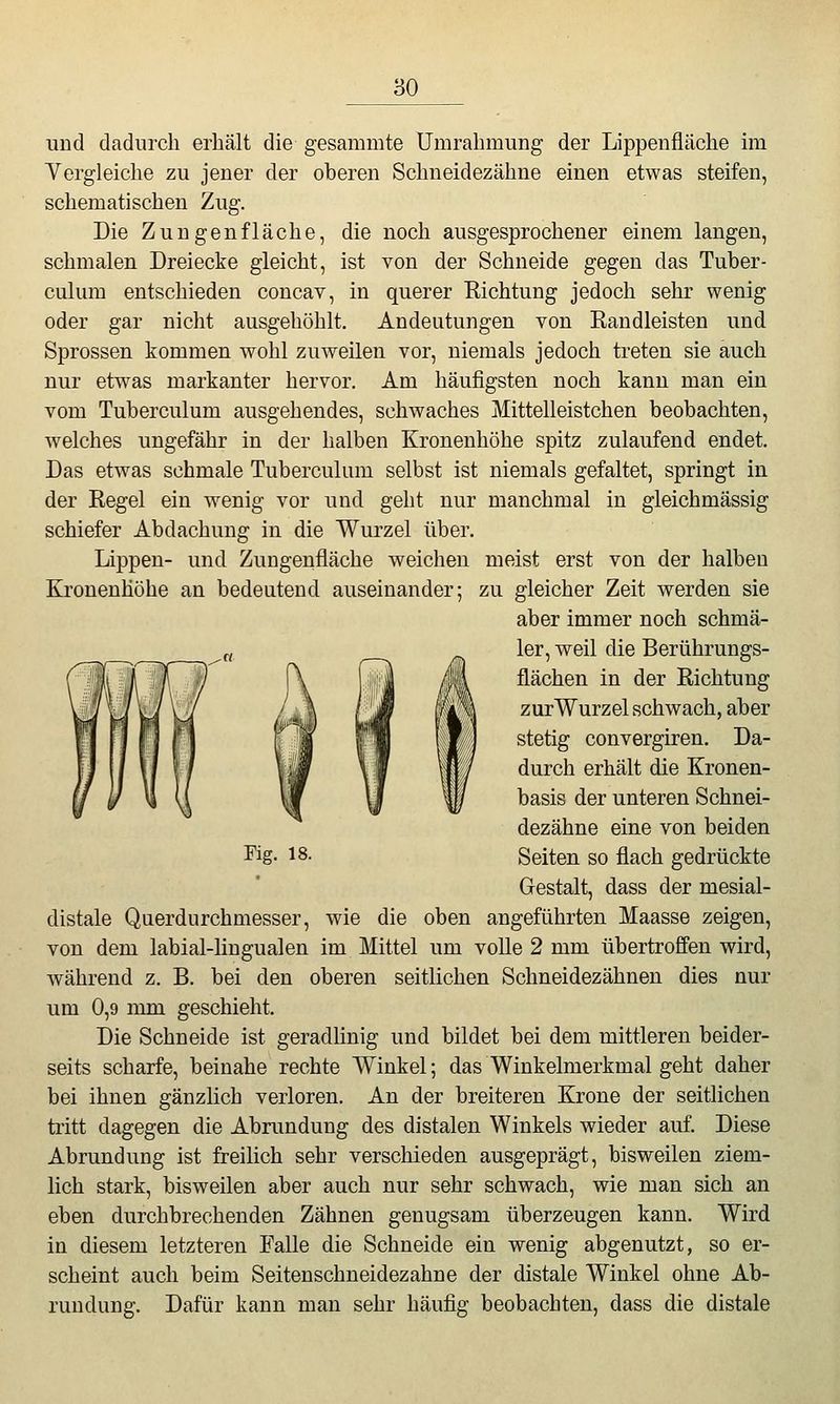 und dadurch erhält die gesammte Umrahmung der Lippenfläche im Vergleiche zu jener der oberen Schneidezähne einen etwas steifen, schematischen Zug. Die Zungenfläche, die noch ausgesprochener einem langen, schmalen Dreiecke gleicht, ist von der Schneide gegen das Tuber- culum entschieden concav, in querer Richtung jedoch sehr wenig oder gar nicht ausgehöhlt. Andeutungen von Randleisten und Sprossen kommen wohl zuweilen vor, niemals jedoch treten sie auch nur etwas markanter hervor. Am häufigsten noch kann man ein vom Tuberculum ausgehendes, schwaches Mittelleistchen beobachten, welches ungefähr in der halben Kronenhöhe spitz zulaufend endet. Das etwas schmale Tuberculum selbst ist niemals gefaltet, springt in der Regel ein wenig vor und geht nur manchmal in gleichmässig schiefer Abdachung in die Wurzel über. Lippen- und Zungenfläche weichen meist erst von der halben KronenKöhe an bedeutend auseinander; zu gleicher Zeit werden sie aber immer noch schmä- ler, weil die Berührungs- flächen in der Richtung zurWurzel schwach, aber stetig convergiren. Da- durch erhält die Kronen- basis der unteren Schnei- dezähne eine von beiden Seiten so flach gedrückte Gestalt, dass der mesial- distale Querdurchmesser, wie die oben angeführten Maasse zeigen, von dem labial-Kugualen im Mittel um volle 2 mm übertroffen wird, während z. B. bei den oberen seitlichen Schneidezähnen dies nur um 0,9 mm geschieht. Die Schneide ist geradlinig und bildet bei dem mittleren beider- seits scharfe, beinahe rechte Winkel; das Winkelmerkmal geht daher bei ihnen gänzlich verloren. An der breiteren Krone der seitlichen tritt dagegen die Abrundung des distalen Winkels wieder auf. Diese Abrundung ist freilich sehr verschieden ausgeprägt, bisweilen ziem- lich stark, bisweilen aber auch nur sehr schwach, wie man sich an eben durchbrechenden Zähnen genugsam überzeugen kann. Wird in diesem letzteren Falle die Schneide ein wenig abgenutzt, so er- scheint auch beim Seitenschneidezahne der distale Winkel ohne Ab- rundung. Dafür kann man sehr häufig beobachten, dass die distale Fig. 18.