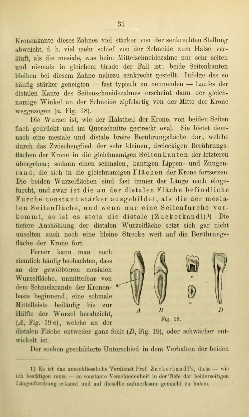 Kronenkante dieses Zahnes viel stärker von der senkrechten Stelkmg abweicht, d. h. viel mehr schief von der Schneide zum Halse ver- läuft, als die mesiale, was beim Mittelschneidezahne nur sehr selten und niemals in gleichem Grade der Fall ist; beide Seitenkanten bleiben bei diesem Zahne nahezu senkrecht gestellt. Infolge des so häufig stärker geneigten — fast typisch zu nennenden — Laufes der distalen Kante des Seitenschneidezahnes erscheint dann der gleich- namige Winkel au der Schneide zipfelartig von der Mitte der Krone weggezogen {a, Fig. 18). Die Wurzel ist, wie der Halstheil der Krone, von beiden Seiten flach gedrückt und im Querschnitte gestreckt oval. Sie bietet dem- nach eine mesiale und distale breite Berührungsfläche dar, welche durch das Zwischenglied der sehr kleinen, dreieckigen Berührungs- flächen der Ki'one in die gleichnamigen Seiten kanten der letzteren übergehen; sodann einen schmalen, kantigen Lippen- und Zungen- rand, die sich in die gleichnamigen Flächen der Krone fortsetzen. Die beiden Wurzelflächen sind fast immer der Länge nach einge- furcht, und zwar ist die an der distalen Fläche befindliche Furche constant stärker ausgebildet, als die der mesia- len Seitenfläche, und wenn nur eine Seitenfurche vor- kommt, so ist es stets die distale (Zuckerkandl).^) Die tiefere Aushöhlung der distalen Wurzelfläche setzt sich gar nicht unselten auch noch eine kleine Strecke weit auf die Berührungs- fläche der Krone fort. Ferner kann man noch ziemlich häufig beobachten, dass an der gewölbteren mesialen Wurzelfläche, unmittelbar von dem Schmelzrande der Kronen- basis beginnend, eine schmale Mittelleiste beiläufig bis zur Hälfte der Wurzel herabzieht, (A, Fig. 19 a), welche an der distalen Fläche entweder ganz fehlt (7i, Fig. 19), oder schwächer ent- wickelt ist. Der soeben geschilderte Unterschied in dem Verhalten der beiden 1) Es ist (las ausschliessliche Verdienst Prof. ZuckcrkaiKJI's, dioso — wio ich beHtütigcn miush — so const^nto Voi-schiodenlioit in (JorTiofo der hoidorsoitigen lüngonfurohung erkannt und auf dioaelbe aufnierksain gfMnucht zu liabon.