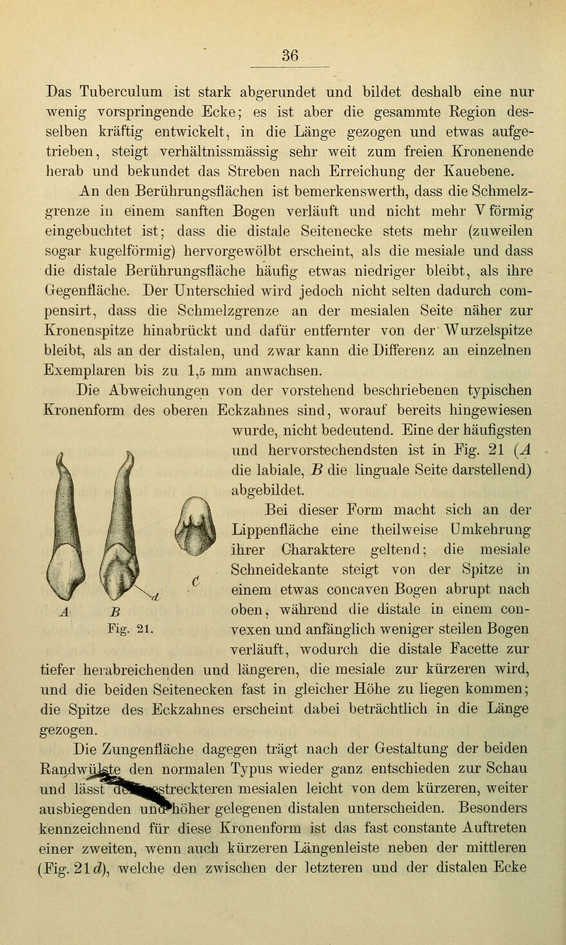 Das Tuberculum ist stark abgerundet und bildet deshalb eine nur wenig vorspringende Ecke; es ist aber die gesammte Eegion des- selben kräftig entwickelt, in die Länge gezogen und etwas aufge- trieben, steigt verhältnissmässig sehr weit zum freien Kronenende herab und bekundet das Streben nach Erreichung der Kauebene. An den Berührungsflächen ist bemerkenswerth, dass die Schmelz- grenze in einem sanften Bogen verläuft und nicht mehr V förmig eingebuchtet ist; dass die distale Seitenecke stets mehr (zuweilen sogar kugelförmig) hervorgewölbt erscheint, als die mesiale und dass die distale Berührungsfläche häufig etwas niedriger bleibt, als ihre Gegenfläche. Der Unterschied wird jedoch nicht selten dadurch com- pensirt, dass die Schmelzgrenze an der mesialen Seite näher zur Kronenspitze hinabrückt und dafür entfernter von der' Wurzelspitze bleibt, als an der distalen, und zwar kann die Differenz an einzelnen Exemplaren bis zu 1,5 mm anwachsen. Die Abweichungen von der vorstehend beschriebenen typischen Kronenform des oberen Eckzahnes sind, worauf bereits hingewiesen wurde, nicht bedeutend. Eine der häufigsten und hervorstechendsten ist in Fig. 21 (A die labiale, B die linguale Seite darstellend) abgebildet. Bei dieser Form macht sich an der Lippenfläche eine theilweise ümkehrung ihrer Charaktere geltend; die mesiale Schneidekante steigt von der Spitze in einem etwas concaven Bogen abrupt nach oben, während die distale in einem con- vexen und anfänglich weniger steilen Bogen verläuft, wodurch die distale Facette zur tiefer herabreichenden und längeren, die mesiale zur kürzeren wird, und die beiden Seitenecken fast in gleicher Höhe zu liegen kommen; die Spitze des Eckzahnes erscheint dabei beträchtlich in die Länge gezogen. Die Zungenfläche dagegen trägt nach der Gestaltung der beiden RandwüMe den normalen Typus wieder ganz entschieden zur Schau und läss^l^HHstreckteren mesialen leicht von dem kürzeren, weiter ausbiegenden unTPhöher gelegenen distalen unterscheiden. Besonders kennzeichnend für diese Kronenform ist das fast constante Auftreten einer zweiten, wenn auch kürzeren Längenleiste neben der mittleren (Fig. 21 (i), welche den zwischen der letzteren und der distalen Ecke