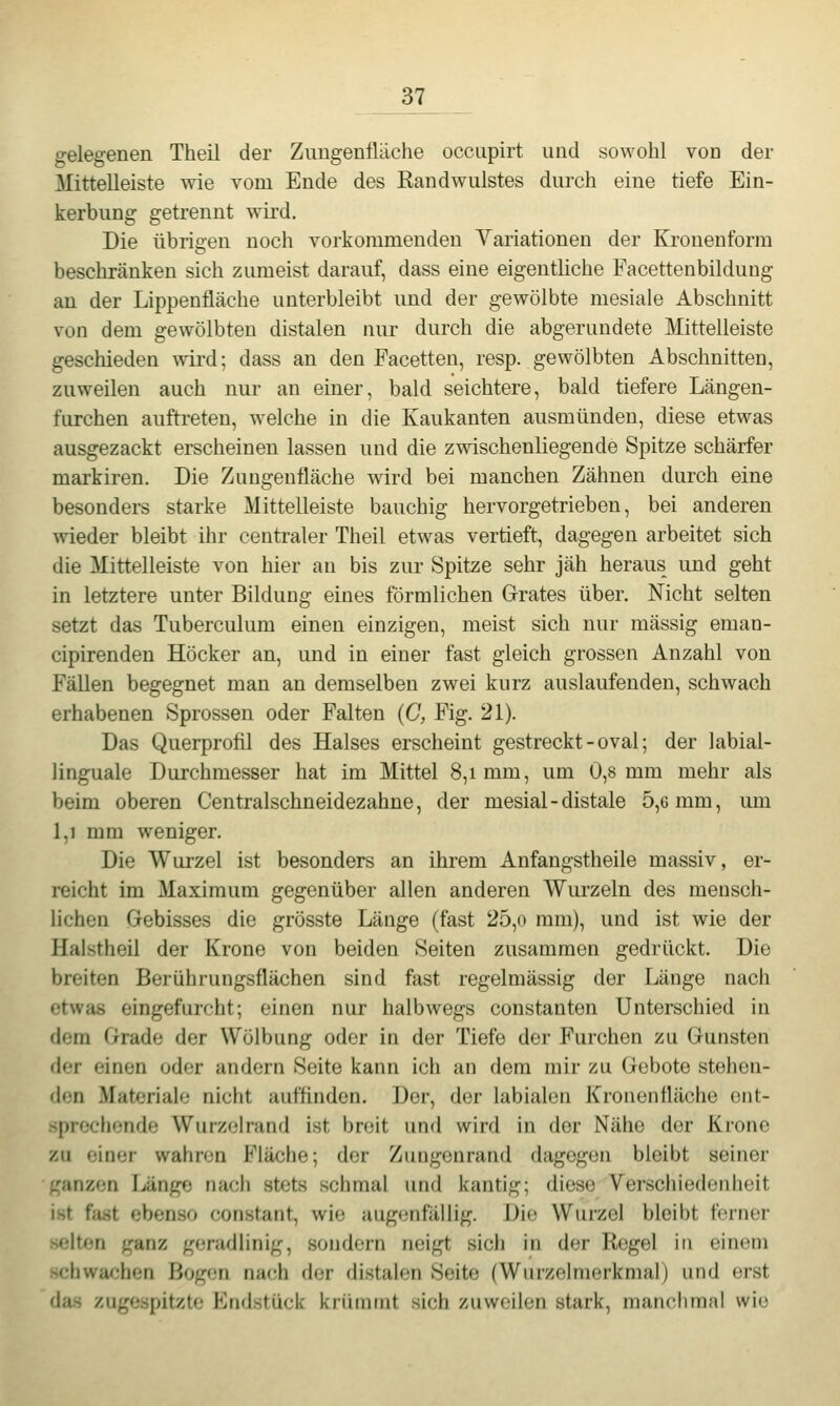 gelegenen Theil der Zimgenfläche occiipirt und sowohl von der Mittelleiste wie vom Ende des Kandwulstes durch eine tiefe Ein- kerbung getrennt wird. Die übrigen noch vorkommenden Variationen der Kronenform beschränken sich zumeist darauf, dass eine eigentliche Facettenbilduug an der Lippenfläche unterbleibt und der gewölbte mesiale Abschnitt von dem gewölbten distalen nur durch die abgerundete Mittelleiste geschieden wird; dass an den Facetten, resp. gewölbten Abschnitten, zuweilen auch nur an einer, bald seichtere, bald tiefere Längen- furchen auftreten, welche in die Kaukanten ausmünden, diese etwas ausgezackt erscheinen lassen und die zwischenliegende Spitze schärfer markiren. Die Zungenfläche wird bei manchen Zähnen durch eine besonders starke Mittelleiste bauchig hervorgetrieben, bei anderen wieder bleibt ihr centraler Theil etwas vertieft, dagegen arbeitet sich die Mittelleiste von hier an bis zur Spitze sehr jäh heraus und geht in letztere unter Bildung eines förmlichen Grates über. Ficht selten setzt das Tuberculum einen einzigen, meist sich nur massig eman- cipirenden Höcker an, und in einer fast gleich grossen Anzahl von Fällen begegnet man an demselben zwei kurz auslaufenden, schwach erhabenen Sprossen oder Falten (C, Fig. 21). Das Querprofil des Halses erscheint gestreckt - oval; der labial- linguale Durchmesser hat im Mittel 8,1 mm, um 0,8 mm mehr als beim oberen Centralschneidezahne, der mesial-distale 5,6 mm, um 1,1 mm weniger. Die Wurzel ist besonders an ihrem Anfangstheile massiv, er- reicht im Maximum gegenüber allen anderen Wurzeln des mensch- lichen Gebisses die grösste Länge (fast 25,o mm), und ist wie der Halstheil der Krone von beiden Seiten zusammen gedrückt. Die breiten Berührungsflächen sind fast regelmässig der Länge nach etwas eingefurcht; einen nur halbwegs constanten Unterschied in dem Grade der Wölbung oder in der Tiefe der Furchen zu Gunsten der einen oder andern Seite kann ich an dem mir zu Gebote stehen- den Materialo nicht aufflnden. Der, der labialen Kronenfläche ont- sprccijonde Wurzelrand ist breit und wird in der Nähe der Krone zu einer wahren Fläche; der Zungeurand dagegen bleibt seiner ganzen lünge nach stets schmal und kantig; diese Verschiedenheit ist fast ebenso constant, wie augenfällig. Die Wurzel bleibt forner selten ganz geradlinig, sondern neigt sich in der Regel in einem schwa(^;hen Bogen nach der distalen Seite (Wurzelmerkmal) und erst das zugespitzte Endstück kniintnt sich zuweilen stark, manchmal wie