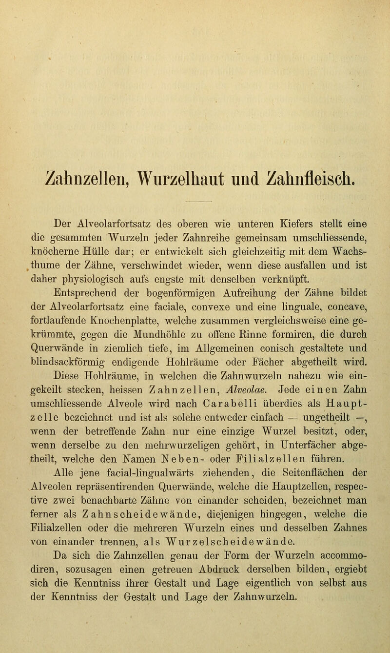Zahnzellen, Wurzelhaut und Zahnfleisch. Der Alveolarfortsatz des oberen wie unteren Kiefers stellt eine die gesammten Wurzeln jeder Zahnreihe gemeinsam umschliessende, knöcherne Hülle dar; er entwickelt sich gleichzeitig mit dem Wachs- thume der Zähne, verschwindet wieder, wenn diese ausfallen und ist daher physiologisch aufs engste mit denselben verknüpft. Entsprechend der bogenförmigen Aufreihung der Zähne bildet der Alveolarfortsatz eine faciale, convexe und eine linguale, concave, fortlaufende Knochenplatte, welche zusammen vergleichsweise eine ge- krümmte, gegen die Mundhöhle zu offene Rinne formiren, die durch Querwände in ziemlich tiefe, im Allgemeinen conisch gestaltete und blindsackförmig endigende Hohlräume oder Fächer abgetheilt wird. Diese Hohlräume, in welchen die Zahnwurzeln nahezu wie ein- gekeilt stecken, heissen Zahnzellen, Alveolae. Jede einen Zahn umschliessende Alveole wird nach Carabelli überdies als Haupt- zelle bezeichnet und ist als solche entweder einfach — ungetheilt —, wenn der betreffende Zahn nur eine einzige Wurzel besitzt, oder, wenn derselbe zu den mehrwurzeligen gehört, in Unterfächer abge- theilt, welche den Namen Neben- oder Filialzellen führen. Alle jene facial-lingualwärts ziehenden, die Seitenflächen der Alveolen repräsentirenden Querwände, welche die Hauptzellen, respec- tive zwei benachbarte Zähne von einander scheiden, bezeichnet man ferner als Zahnscheidewände, diejenigen hingegen, welche die Filialzellen oder die mehreren Wurzeln eines und desselben Zahnes von einander trennen, als Wurzelscheidewände. Da sich die Zahnzellen genau der Form der Wurzeln accommo- diren, sozusagen einen getreuen Abdruck derselben bilden, ergiebt sich die Kenntniss ihrer Gestalt und Lage eigentlich von selbst aus der Kenntniss der Gestalt und Lage der Zahnwurzeln.