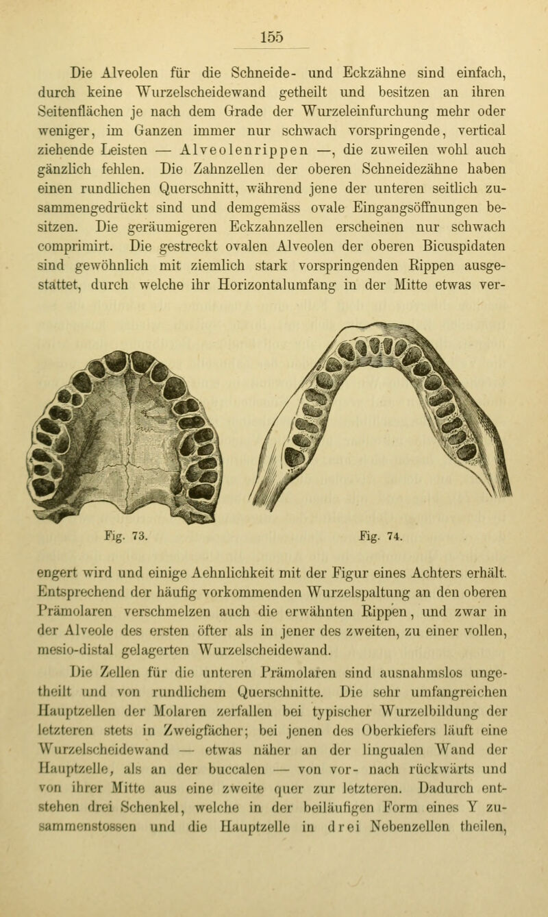 Die Alveolen für die Schneide- und Eckzähne sind einfach, durch keine Wurzelscheidewand getheilt und besitzen an ihren Seitenflächen je nach dem Grade der Wurzeleinfurchung mehr oder weniger, im Ganzen immer nur schwach vorspringende, vertical ziehende Leisten — Alveolenrippen —, die zuweilen wohl auch gänzlich felilen. Die Zahnzellen der oberen Schneidezähne haben einen rundlichen Querschnitt, während jene der unteren seitlich zu- sammengedräckt sind und demgemäss ovale Eingangsöffnungen be- sitzen. Die geräumigeren Eckzahnzellen erscheinen nur schwach comprirairt. Die gestreckt ovalen Alveolen der oberen Bicuspidaten sind gewöhnlich mit ziemlich stark vorspringenden Rippen ausge- stattet, durch welche ihr Horizontalurafang in der Mitte etwas ver- Fig. 73. Fig. 74. engert wird und einige Aehnlichkeit mit der Figur eines Achters erhält. Entsprechend der häutig vorkommenden Wurzelspaltung an den oberen Prämolaren verschmelzen auch die erwähnten Rippen, imd zwar in der Alveole des ersten öfter als in jener des zweiten, zu einer vollen, mesio-distal gelagerten Wurzelscheidewand. Die Zellen für die unteren Prämolaren sind ausnahmslos unge- theilt und von rundlichem Querschnitte. Die sehr umfangreichen Hauptzeilen der Molaien zerfallen bei typischer Wurzelbildung der letzteren stets in Zweigfächer; bei jenen des Oberkiefers läuft eine Wurzelscheidewand — etwas näher an der lingualen Wand der Hauptzelle, als an der buccalen — von vor- nach rückwärts und von ihrer Mitte aus eine zweite quer zur letzteren. Dadurch ent- stehen drei Schenkel, welche in der beiläufigen Form eines Y zu- sammenstossen und die Hauptzelle in drei Nebenzellon theilen,