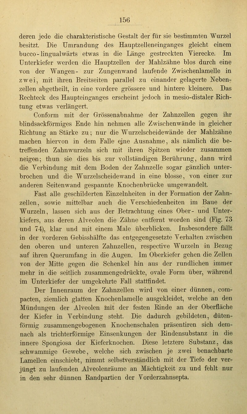 deren jede die charakteristische Gestalt der für sie bestimmten Wurzel besitzt. Die Umrandung des Hauptzelleneinganges gleicht einem bucco - lingualwärts etwas in die Länge gestreckten Yierecke. Im Unterkiefer werden die Hauptzellen der Mahlzähne blos durch eine von der Wangen- zur Zungenwand laufende Zwischenlamelle in zwei, mit ihren Breitseiten parallel zu einander gelagerte Neben- zellen abgetheilt, in eine vordere grössere und hintere kleinere. Das Rechteck des Haupteinganges erscheint jedoch in mesio-distaler Rich- tung etwas verlängert. Conform mit der Grössenabnahme der Zahnzellen gegen ihr blindsackförmiges Ende hin nehmen alle Zwischenwände in gleicher Richtung an Stärke zu; nur die Wurzelscheidewände der Mahlzähne machen hiervon in dem Falle ejne Ausnahme, als nämlich die be- treffenden Zahnwurzeln sich mit ihren Spitzen wieder zusammen neigen; thun sie dies bis zur vollständigen Berührung, dann wird die Verbindung mit dem Boden der Zahnzelle sogar gänzlich unter- brochen und die Wurzelscheidewand in eine blosse, von einer zur anderen Seitenwand gespannte Knochenbrücke umgewandelt. Fast alle geschilderten Einzelnheiten in der Formation der Zahn- zellen, sowie mittelbar auch die Yerschiedenheiten im Baue der Wurzeln, lassen sich aus der Betrachtung eines Ober- und Unter- kiefers, aus deren Alveolen die Zähne entfernt worden sind (Fig. 73 und 74), klar und mit einem Male überblicken. Insbesondere fällt in der vorderen Gebisshälfte das entgegengesetzte Verhalten zwischen den oberen und unteren Zahnzellen, respective Wurzeln in Bezug auf ihren Querumfang in die Augen. Im Oberkiefer gehen die Zellen von der Mitte gegen die Schenkel hin aus der rundlichen immer mehr in die seitlich zusammengedrückte, ovale Form über, während im Unterkiefer der umgekehrte Fall stattfindet. Der Innenraum der Zahnzellen wird von einer dünnen, com- pacten, ziemhch glatten Knochenlamelle ausgekleidet, welche an den Mündungen der Alveolen mit der festen Rinde an der Oberfläche der Kiefer in Verbindung steht. Die dadurch gebildeten, düten- förmig zusammengebogenen Knochenschalen präsentiren sich dem- nach als trichterförmige Einsenkungen der Rindensubstanz in die innere Spongiosa der Kieferknochen. Diese letztere Substanz, das schwammige Gewebe, welche sich zwischen je zwei benachbarte Lamellen einschiebt, nimmt selbstverständlich mit der Tiefe der ver- jüngt zu laufenden Alveolenräume an Mächtigkeit zu und fehlt nur in den sehr dünnen Randpartien der Vorderzahnsepta.