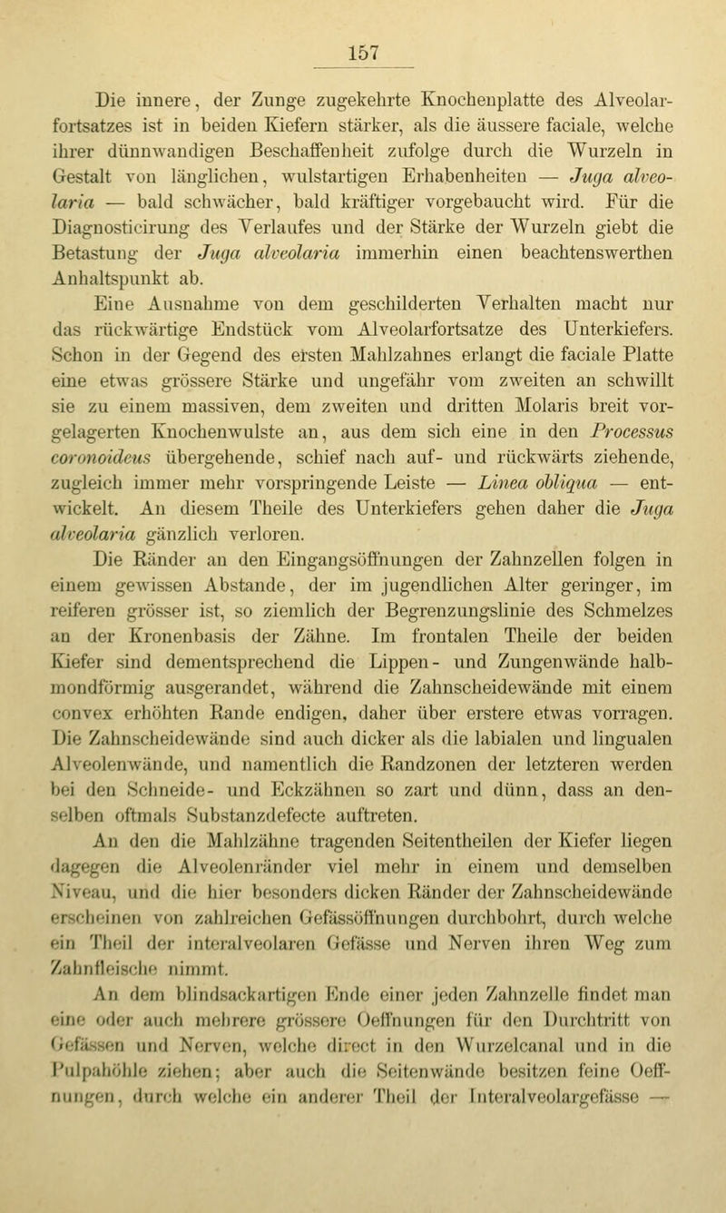 Die innere, der Zunge zugekehrte Knocheuplatte des Alveolar- fortsatzes ist in beiden Kiefern stärker, als die äussere faciale, welche ihrer dünnwandigen Beschaffenheit zufolge durch die Wurzeln in Gestalt von länglichen, wulstartigen Erhabenheiten — Juga alveo- laria — bald schwächer, bald kräftiger vorgebaucht wird. Für die Diagnosticirung des Yerlaufes und der Stärke der Wurzeln giebt die Betastung der Juga alveolaria immerhin einen beachtenswerthen Anhaltspunkt ab. Eine Ausnahme von dem geschilderten Verhalten macht nur das rückwärtige Endstück vom Alveolarfortsatze des Unterkiefers. Schon in der Gegend des ersten Mahlzahnes erlangt die faciale Platte eine etwas grössere Stärke und ungefähr vom zweiten an schwillt sie zu einem massiven, dem zweiten und dritten Molaris breit vor- gelagerten Knochenwulste an, aus dem sich eine in den Processus coronoidetis übergehende, schief nach auf- und rückwärts ziehende, zugleich immer mehr vorspringende Leiste — Linea oUiqua — ent- wickelt. An diesem Theile des Unterkiefers gehen daher die Juga alveolaria gänzlich verloren. Die Ränder an den Eingangsööhungen der Zahnzellen folgen in einem gewissen Abstände, der im jugendlichen Alter geringer, im reiferen grösser ist, so ziemlich der Begrenzungslinie des Schmelzes an der Kronenbasis der Zähne. Im frontalen Theile der beiden Kiefer sind dementsprechend die Lippen- und Zungenwände halb- mondförmig ausgerandet, während die Zahnscheidewände mit einem convex erhöhten Rande endigen, daher über erstere etwas vorragen. Die Zahnscheidewände sind auch dicker als die labialen und lingualen Alveolenwände, und namentlich die Randzonen der letzteren werden bei den Sci)neide- und Eckzähnen so zart und dünn, dass an den- selben oftmals Substanzdefecte auftreten. An den die Mahlzähne tragenden Seitentheilen der Kiefer liegen dagegen die Alveolenränder viel mehr in einem und demselben Niveau, und die hier besonders dicken Ränder der Zahnscheidewände erscheinen von zahlreichen Gefässöffnuugen durchbohrt, durch welche ein Tlieil der interalveolaren Gefässe und Nerven ihren Weg zum Zahnfleische nimmt. An dem blindsackartigen P]nde einer jeden Zahnzelle findet man eine oder auch me))rere grössere Oelfnungen für den Durciitritt von Gefässen und Nerven, welche direct in den Wurzelcanal und in die Pulpahöhle ziehen; aber auch die Seitenwände besitzen feine Oelf- nungen, durch welche ein anderer Theil der Interalveolargefässe —