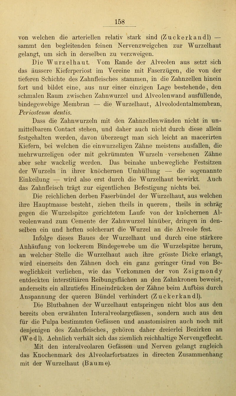 von welchen die arteriellen relativ stark sind (Zuckerkandl) — sammt den begleitenden feinen Nervenzweigchen zur Wurzelhaut gelangt, um sich in derselben zu verzweigen. Die Wurzelhaut. Yom Eande der Alveolen aus setzt sich das äussere Kieferperiost im Yereine mit Faserzügen, die von der tieferen Schichte des Zahnfleisches stammen, in die Zahnzellen hinein fort und bildet eine, aus nur einer einzigen Lage bestehende, den schmalen Kaum zwischen Zahnwurzel und Alveolenwand ausfüllende, bindegewebige Membran — die Wurzelhaut, Alveolodentalmembran, Periosteum dentis. Dass die Zahnwurzeln mit den Zahnzellenwänden nicht in un- mittelbarem Contact stehen, und daher auch nicht durch diese allein festgehalten werden, davon überzeugt man sich leicht an macerirten Kiefern, bei welchen die einwurzetigen Zähne meistens ausfallen, die mehrwurzeligen oder mit gekrümmten Wurzeln versehenen Zähne aber sehr wackelig werden. Das beinahe unbewegliche Festsitzen der Wurzeln in ihrer knöchernen Umhüllung — die sogenannte Einkeilung — wird also erst durch die Wurzelhaut bewirkt. Auch das Zahnfleisch trägt zur eigentlichen Befestigung nichts bei. Die reichlichen derben Faserbündel der Wurzelhaut, aus welchen ihre Hauptmasse besteht, ziehen theils in querem, theils in schräg gegen die Wurzelspitze gerichtetem Laufe von der knöchernen Al- veolenwand zum Cemente der Zahnwurzel hinüber, dringen in den- selben ein und heften solcherart die Wurzel an die Alveole fest. Infolge dieses Baues der Wurzelhaut und durch eine stärkere Anhäufung von lockerem Bindegewebe um die Wurzelspitze herum, an welcher Stelle die Wurzelhaut auch ihre grösste Dicke erlangt, wird einerseits den Zähnen doch ein ganz geringer Grad von Be- weglichkeit verliehen, wie das Yorkommen der von Zsigmondy entdeckten interstitiären ßeibungsflächen an den Zahnkronen beweist, anderseits ein allzutiefes Hineindrücken der Zähne beim Aufbiss durch Anspannung der queren Bündel verhindert (Zuckerkandl). Die Blutbahnen der Wurzelhaut entspringen nicht blos aus den bereits oben erwähnten Interalveolargefässen, sondern auch aus den für die Pulpa bestimmten Gefässen und anastomisiren auch noch mit denjenigen des Zahnfleisches, gehören daher dreierlei Bezirken an (W e d 1). Aehnlich verhält sich das ziemlich reichhaltige JSTervengeflecht. Mit den interalveolaren Gefässen und Nerven gelangt zugleich das Knochenmark des Alveolarfortsatzes in directen Zusammenhang mit der Wurzelhaut (Baume).