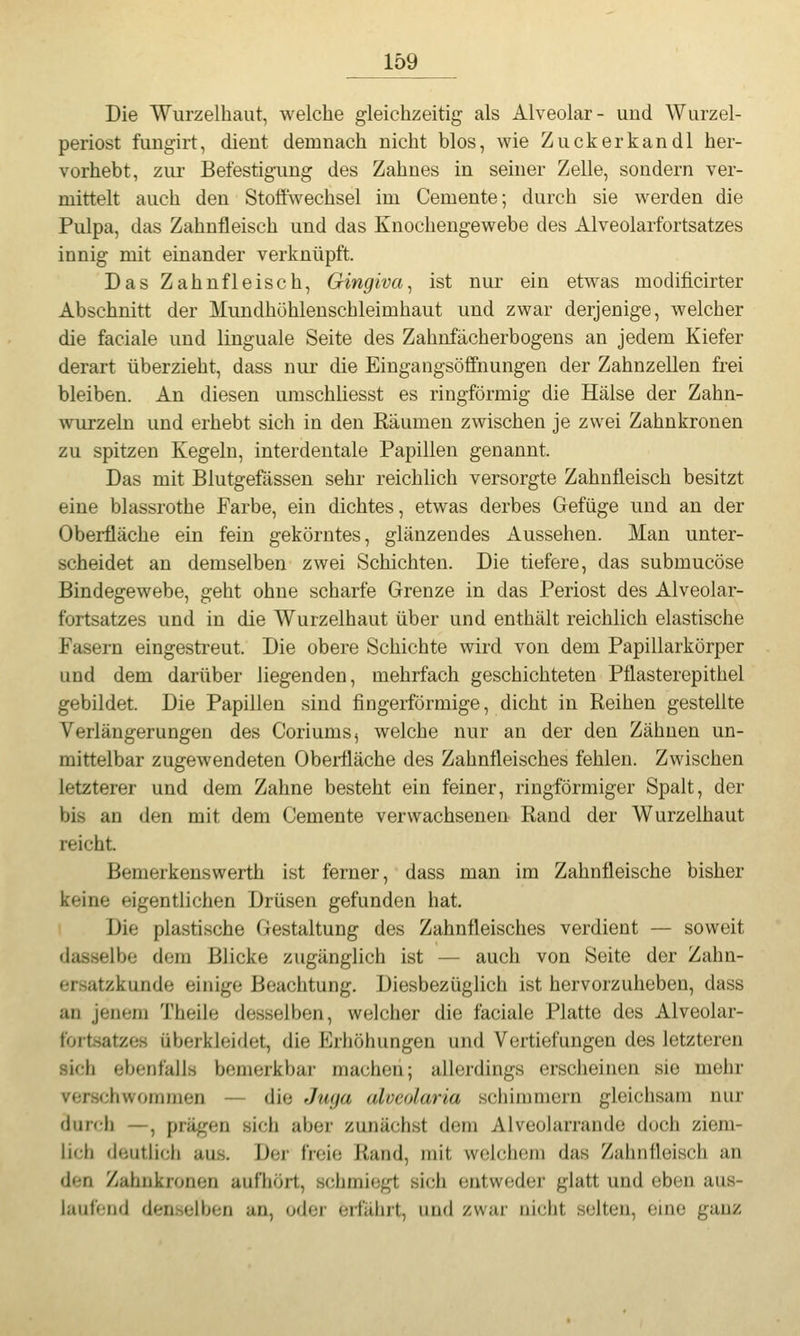 Die Wurzelhaut, welche gleichzeitig als Alveolar- und Wurzel- periost fungirt, dient demnach nicht blos, wie Zuckerkandl her- vorhebt, zur Befestig-img des Zahnes in seiner Zelle, sondern ver- mittelt auch den Stoffwechsel im Cemente; durch sie werden die Pulpa, das Zahnfleisch und das Knochengewebe des Alveolarfortsatzes innig mit einander verknüpft. Das Zahnfleisch, Gingiva^ ist nur ein etwas modificirter Abschnitt der Mundhöhlenschleimhaut und zwar derjenige, welcher die faciale und linguale Seite des Zahnfächerbogens an jedem Kiefer derart überzieht, dass nur die Eingangsöffnungen der Zahnzellen frei bleiben. An diesen umschliesst es ringförmig die Hälse der Zahn- wurzeln und erhebt sich in den Räumen zwischen je zwei Zahnkronen zu spitzen Kegeln, interdentale Papillen genannt. Das mit Blutgefässen sehr reichlich versorgte Zahnfleisch besitzt eine blassrothe Farbe, ein dichtes, etwas derbes Gefüge und an der Oberfläche ein fein gekörntes, glänzendes Aussehen. Man unter- scheidet an demselben zwei Schichten. Die tiefere, das submucöse Bindegewebe, geht ohne scharfe Grenze in das Periost des Alveolar- fortsatzes und in die Wurzelhaut über und enthält reichlich elastische Fasern eingestreut. Die obere Schichte wird von dem Papillarkörper und dem darüber liegenden, mehrfach geschichteten Pflasterepithel gebildet. Die Papillen sind fingerförmige, dicht in Reihen gestellte Verlängerungen des Coriums, welche nur an der den Zähnen un- mittelbar zugewendeten Oberfläche des Zahnfleisches fehlen. Zwischen letzterer und dem Zahne besteht ein feiner, ringförmiger Spalt, der bis an den mit dem Cemente verwachsenen Rand der Wurzelhaut reicht Bemerkenswerth ist ferner, dass man im Zahnfleische bisher keine eigentlichen Drüsen gefunden hat Die plastische Gestaltung des Zahnfleisches verdient — soweit dasselbe dem Blicke zugänglich ist — auch von Seite der Zahn- ersatzkunde einige Beachtung. Diesbezüglich ist hervorzuheben, dass an jenem Theile desselben, welcher die faciale Platte des Alveolar- fortsatzes überkleidet, die Erhöhungen und Vertiefungen des letzteren sich ebenfalls bemerkbar machen; allerdings erscheinen sie mehr verschwommen — die Juya alveolaria schimmern gleichsam nur durch —, prägen sich aber zunächst dem Alveolarrande doch ziem- lich deutlich aus. Der freie Rand, mit welchem das Zahnfleisch an den Zahnkronen aufhört, schmiegt sich entweder glatt und eben aus- laufend denselben an, oder eifährt, und zwar nicht .selten, eine ganz