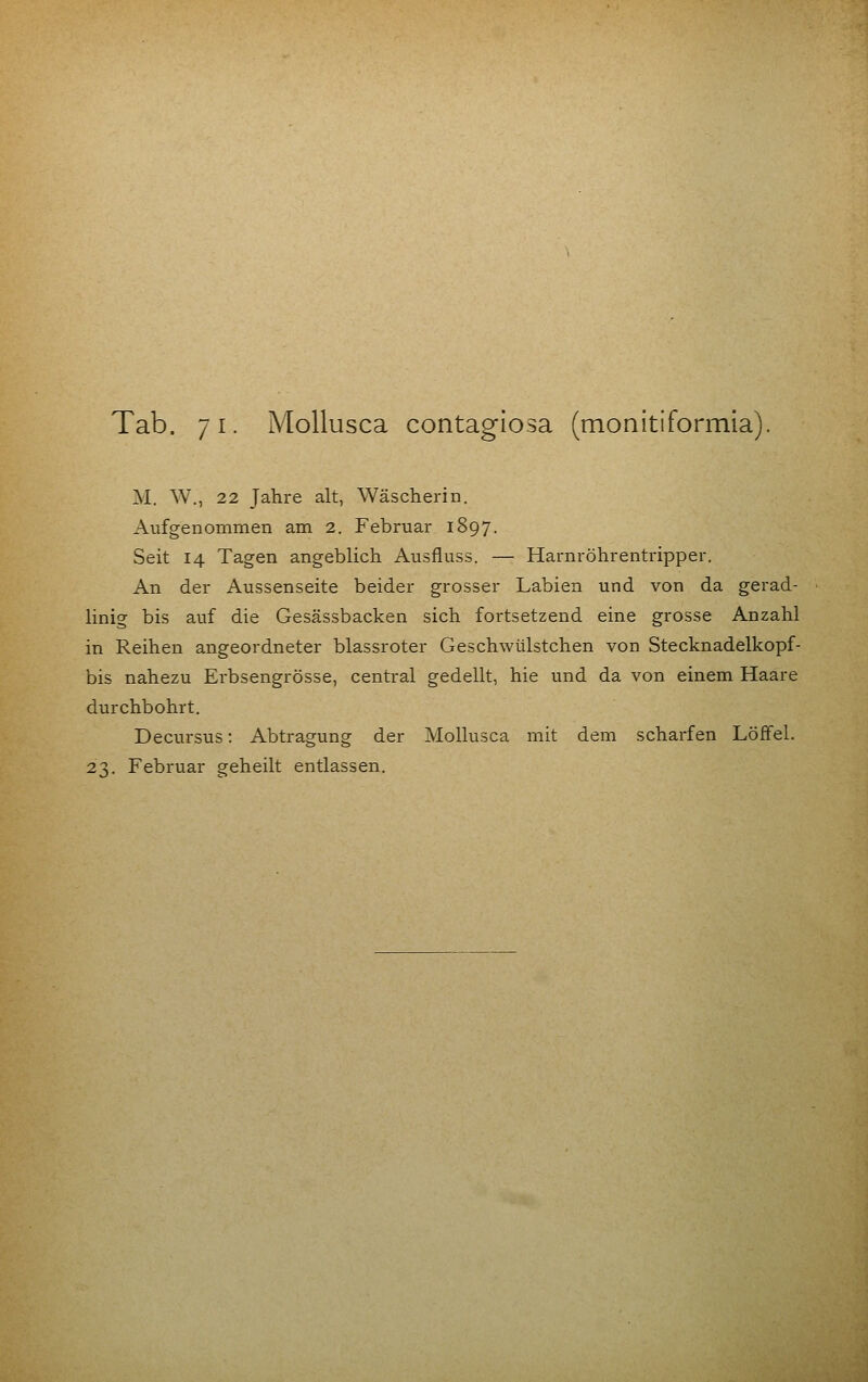 Tab. 71. Mollusca contagiosa (monitiformia). M. W., 22 Jahre alt, Wäscherin. Aufgenommen am 2. Februar 1897. Seit 14 Tagen angeblich Ausfluss. — Harnröhrentripper. An der Aussenseite beider grosser Labien und von da gerad- linig bis auf die Gesässbacken sich fortsetzend eine grosse Anzahl in Reihen angeordneter blassroter Geschwülstchen von Stecknadelkopf- bis nahezu Erbsengrösse, central gedellt, hie und da von einem Haare durchbohrt. Decursus: Abtragung der Mollusca mit dem scharfen Löffel. 23. Februar geheilt entlassen.