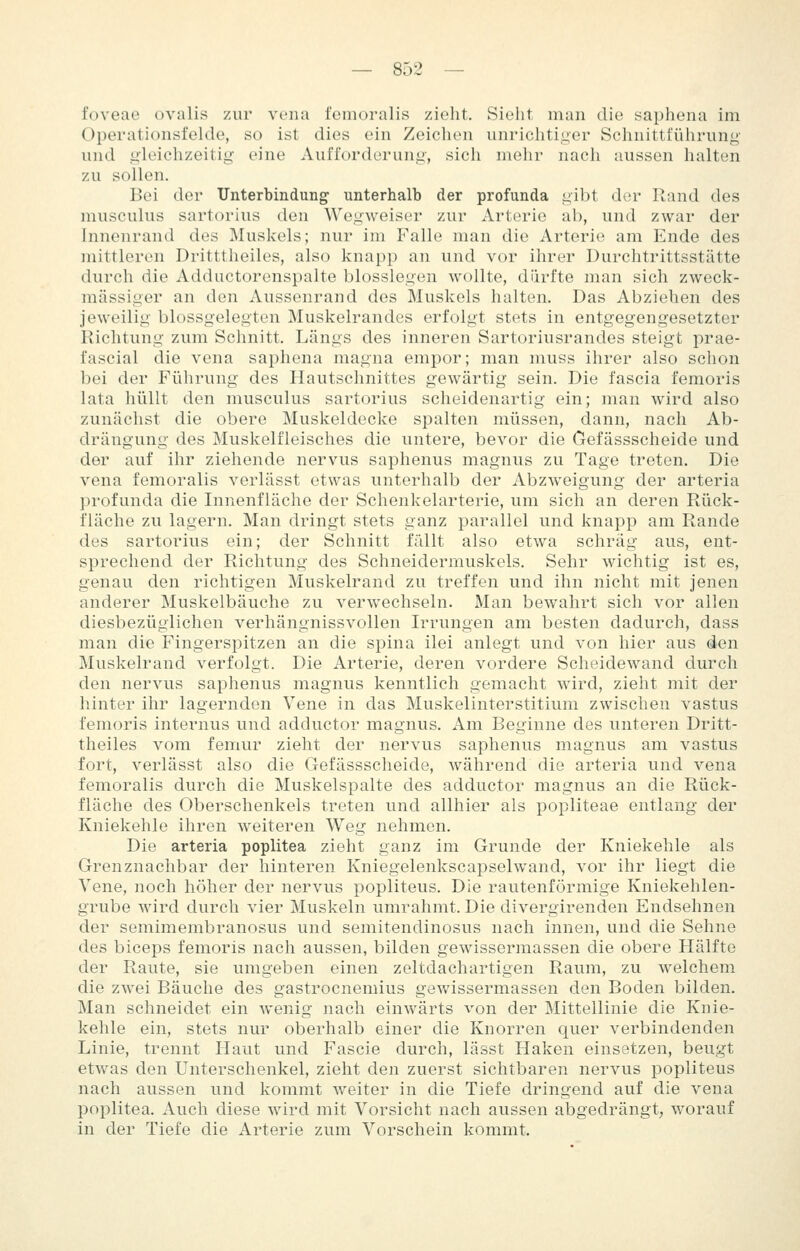 foveae ovalis zur vena femoralis zieht. Sieht man die saphena im Operationsfelde, so ist dies ein Zeichen unrichtiger Schnittfülirung und gleichzeitig eine Aufforderung, sich mehr nach aussen halten zu sollen. Bei der Unterbindung unterhalb der profunda gibt der Rand des musculus sartorius den Wegweiser zur Arterie ab, und zwar der Jnnenrand des Muskels; nur im Falle man die Arterie am Ende des mittleren Dritttheiles, also knapp an und vor ihrer Durchtrittsstätte durch die Addiictorenspalte biossiegen wollte, dürfte man sich zweck- mässiger an den Aussenrand des Muskels halten. Das Abziehen des jeweilig blossgelegten Muskelrandcs erfolgt stets in entgegengesetzter Richtung zum Schnitt. Längs des inneren Sartoriusrandes steigt prae- fascial die vena saphena magna empor; man muss ihrer also schon bei der Führung des Hautschnittes gewärtig sein. Die fascia femoris lata hüllt den musculus sartorius scheidenartig ein; man wird also zunächst die obere Muskeldecke spalten müssen, dann, nach Ab- drängung des Muskelfleisches die untere, bevor die Gefässscheide und der auf ihr ziehende nervus saphenus magnus zu Tage treten. Die vena femoralis verlässt etwas unterhalb der Abzweigung der arteria profunda die Innenfläche der Schenkelarterie, um sich an deren Rück- fläche zu lagern. Man dringt stets ganz parallel und knapp am Rande des sartorius ein; der Schnitt fällt also etwa schräg aus, ent- sprechend der Richtung des Schneidermuskels. Sehr wichtig ist es, genau den richtigen Muskelrand zu treffen und ihn nicht mit jenen anderer Muskelbäuche zu verwechseln. Man bewahrt sich vor allen diesbezüglichen verhängnissvollen Irrungen am besten dadurch, dass man die Fingerspitzen an die spina ilei anlegt und von hier aus den Muskelrand verfolgt. Die Arterie, deren vordere Scheidewand durch den nervus saphenus magnus kenntlich gemacht wird, zieht mit der hinter ihr lagernden Vene in das Muskelinterstitium zwischen vastus femoris internus und adductor magnus. Am Beginne des unteren Dritt- theiles vom femur zieht der nervus saphenus magnus am vastus fort, verlässt also die Gefässscheide, während die arteria und vena femoralis durch die Muskelspalte des adductor magnus an die Rück- fläche des Oberschenkels treten und allhier als popliteae entlang der Kniekehle ihren weiteren Weg nehmen. Die arteria poplitea zieht ganz im Grunde der Kniekehle als Grenznachbar der hinteren Kniegelenkscapselwand, vor ihr liegt die Vene, noch höher der nervus popliteus. Die rautenförmige Kniekehlen- grube wird durch vier Muskeln umrahmt. Die divergirenden Endsehnen der semimembranosus und semitendinosus nach innen, und die Sehne des biceps femoris nach aussen, bilden gewissermassen die obere Hälfte der Raute, sie umgeben einen zeltdachartigen Raum, zu welchem die zwei Bäuche des gastrocnemius gewissermassen den Boden bilden. Man schneidet ein wenig nach einwärts von der Mittellinie die Knie- kehle ein, stets nur oberhalb einer die Knorren quer verbindenden Linie, trennt Haut und Fascie durch, lässt Haken einsetzen, beugt etwas den Unterschenkel, zieht den zuerst sichtbaren nervus popliteus nach aussen und kommt weiter in die Tiefe dringend auf die vena Poplitea. Auch diese wird mit Vorsicht nach aussen abgedrängt, worauf in der Tiefe die Arterie zum Vorschein kommt.