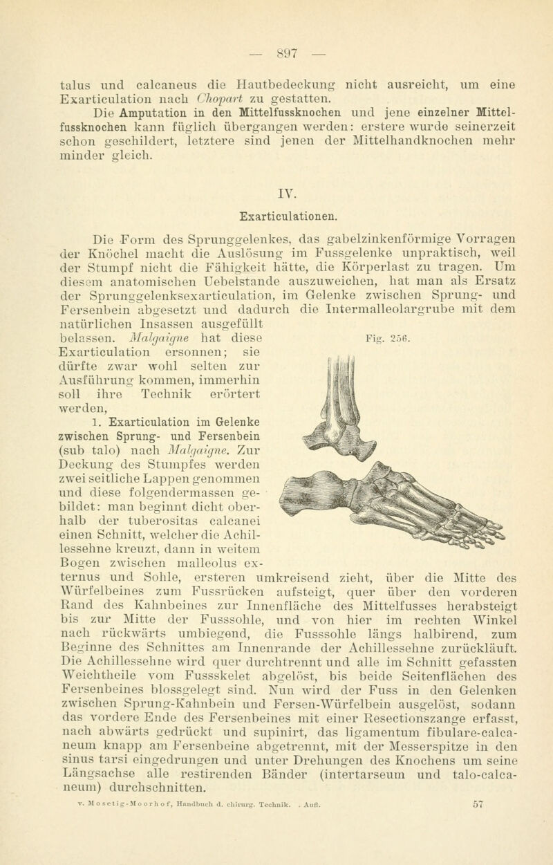 talus und calcaneus die Hautbedeckung nicht ausreicht, um eine Exarticulation nach Chojyart zu gestatten. Die Amputation in den Mittelfussknochen und jene einzelner Mittel- fussknochen kann füglich übergangen werden: erstere wurde seinerzeit schon geschildert, letztere sind jenen der Mittelhandknochen mehr minder gleich. IV. Exarticulationen. Die -Form des Sprunggelenkes, das gabelzinkenförmige Vorragen der Knöchel macht die Auslösung im Fussgelenke unpraktisch, weil der Stumpf nicht die Fähigkeit hätte, die Körperlast zu tragen. Um diesem anatomischen Uebelstande auszuweichen, hat man als Ersatz der Sprunggelenksexarticulation, im Gelenke zwischen Sprung- und Fersenbein abgesetzt und dadurch die Intermalleolargrube mit dem natürlichen Insassen ausgefüllt belassen. Malfjaigne hat diese Fig. 256. Exarticulation ersonnen; sie dürfte zwar wohl selten zur Ausführung kommen, immerhin soll ihre Technik erörtert werden, 1. Exarticulation im Gelenke zwischen Sprung- und Fersenbein (sub talo) nach Mahjaigne. Zur Deckung des Stumpfes werden zwei seitliche Lappen genommen und diese folgendermassen ge- bildet: man beginnt dicht ober- halb der tuberositas calcanei einen Schnitt, welcher die Achil- lessehne kreuzt, dann in weitem Bogen zwischen malleolus ex- ternus und Sohle, ersteren umkreisend zieht, über die Mitte des Würfelbeines zum Fussrücken aufsteigt, quer über den vorderen Rand des Kahnbeines zur Innenfläche des Mittelfusses herabsteigt bis zur Mitte der Fusssohle, und von hier im rechten Winkel nach rückwärts umbiegend, die Fusssohle längs halbirend, zum Beginne des Schnittes am Innenrande der Achillessehne zurückläuft. Die Achillessehne wird quer durchtrennt und alle im Schnitt gefassten Weichtheile vom Fussskelet abgelöst, bis beide Seitenflächen des Fersenbeines blossgelegt sind. Nun wird der Fuss in den Gelenken zwischen Sprung-Kahnbein und Fersen-Würfelbein ausgelöst, sodann das vordere Ende des Fersenbeines mit einer Resectionszange erfasst, nach abwärts gedrückt und supinirt, das ligamentum fibulare-calca- neum knapp am Fersenbeine abgetrennt, mit der Messerspitze in den Sinus tarsi eingedrungen und unter Drehungen des Knochens um seine Längsachse alle rcstirenden Bänder (intertarseum und talo-calca- neum) durchschnitten. V. Mosetis--JIooi-h of, Handt)mh d. clihiirg. Technik. . AuH. 57