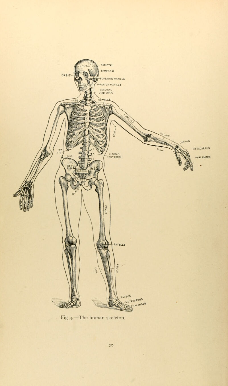 Fig 3.—The human skeleton.