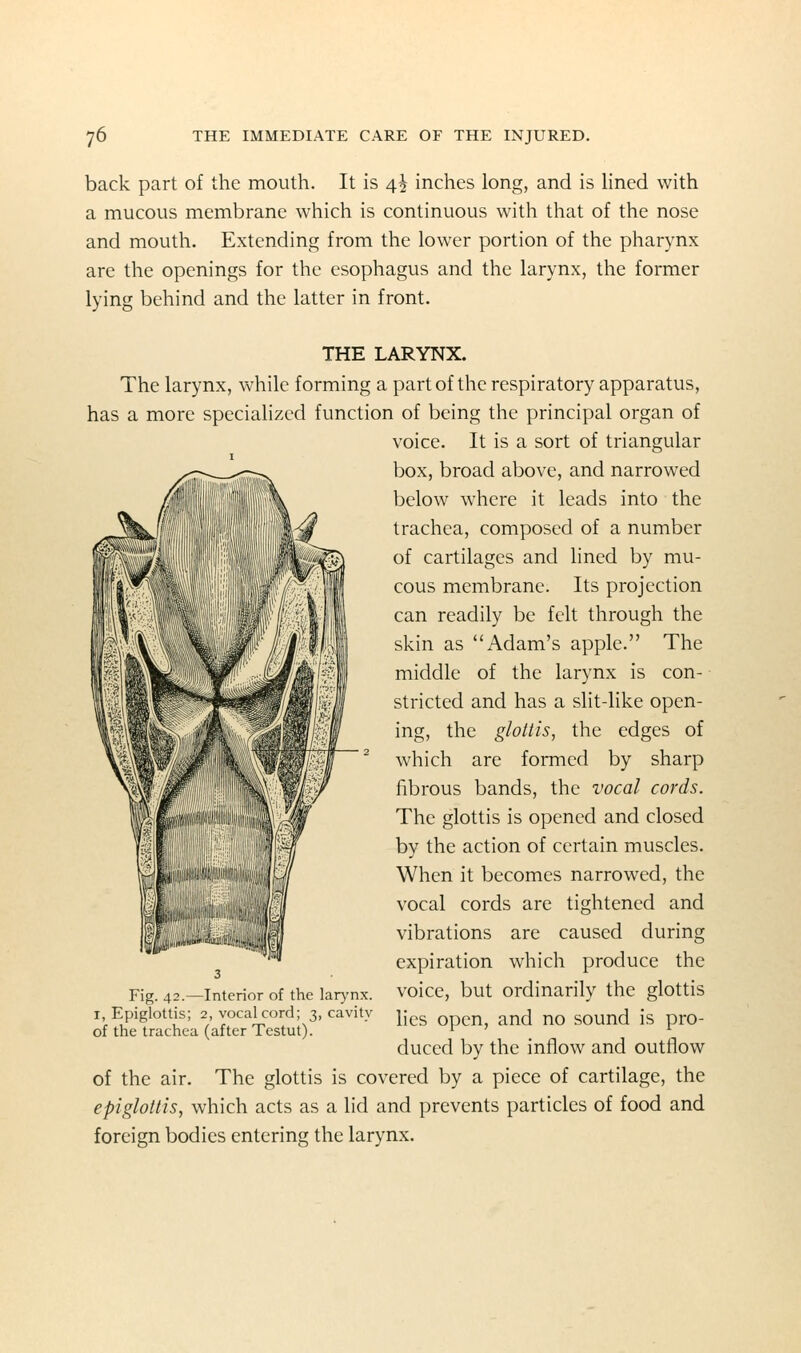 back part of the mouth. It is 4^ inches long, and is lined with a mucous membrane which is continuous with that of the nose and mouth. Extending from the lower portion of the pharynx are the openings for the esophagus and the larynx, the former lying behind and the latter in front. THE LARYNX. The larynx, while forming a part of the respiratory apparatus, has a more specialized function of being the principal organ of voice. It is a sort of triangular box, broad above, and narrowed below where it leads into the trachea, composed of a number of cartilages and lined by mu- cous membrane. Its projection can readily be felt through the skin as Adam's apple. The middle of the larynx is con- stricted and has a slit-like open- ing, the glottis, the edges of which are formed by sharp fibrous bands, the vocal cords. The glottis is opened and closed by the action of certain muscles. When it becomes narrowed, the vocal cords are tightened and vibrations are caused during expiration which produce the voice, but ordinarily the glottis lies open, and no sound is pro- duced by the inflow and outflow of the air. The glottis is covered by a piece of cartilage, the epiglottis, which acts as a lid and prevents particles of food and foreign bodies entering the larynx. Fig. 42.—Interior of the larynx. I, Epiglottis; 2, vocal cord; 3, cavity of the trachea (after Testut).