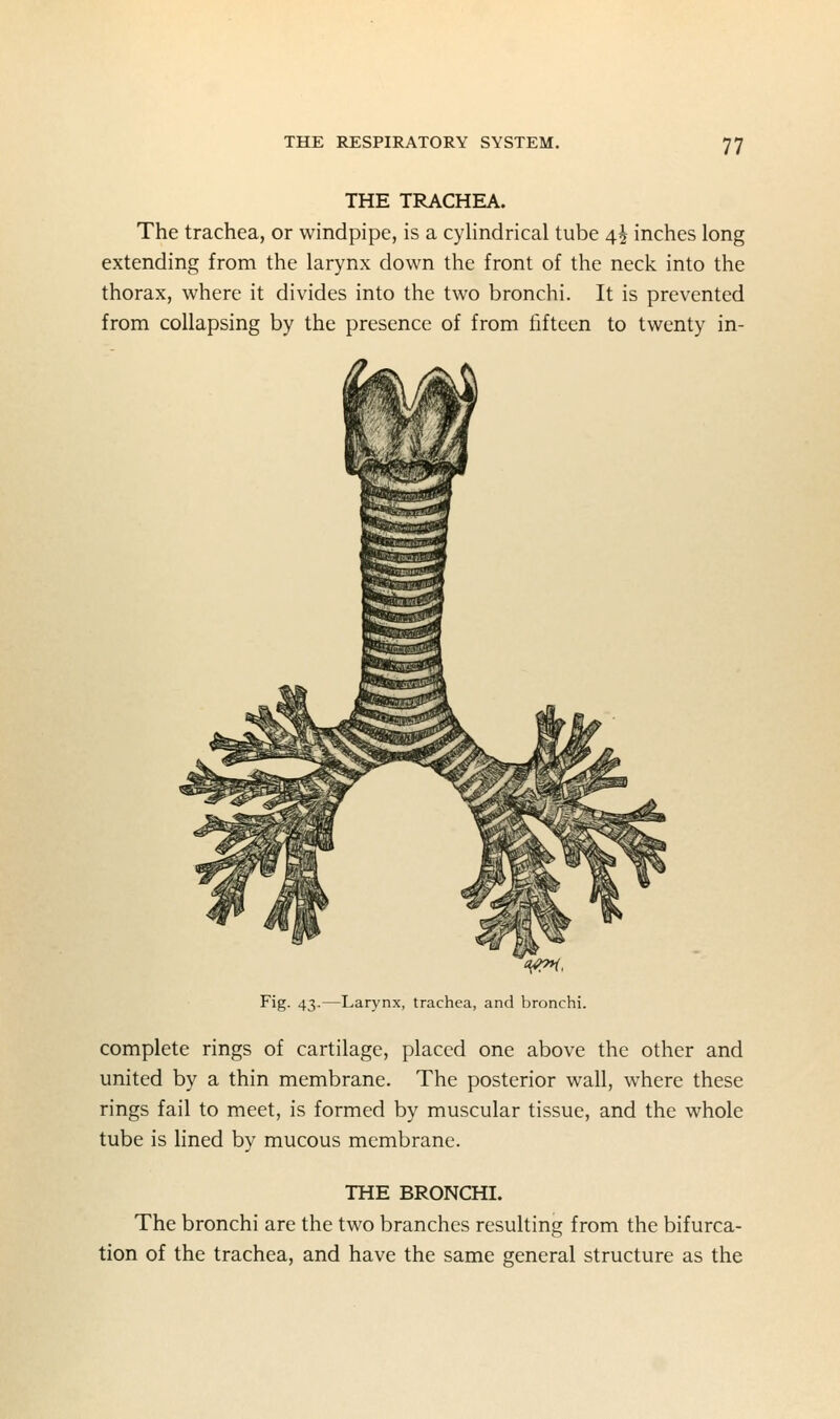 THE TRACHEA. The trachea, or windpipe, is a cylindrical tube 4^ inches long extending from the larynx down the front of the neck into the thorax, where it divides into the two bronchi. It is prevented from collapsing by the presence of from fifteen to twenty in- Fig. 43.—Larynx, trachea, and bronchi. complete rings of cartilage, placed one above the other and united by a thin membrane. The posterior wall, where these rings fail to meet, is formed by muscular tissue, and the whole tube is hned by mucous membrane. THE BRONCHI. The bronchi are the two branches resulting from the bifurca- tion of the trachea, and have the same general structure as the