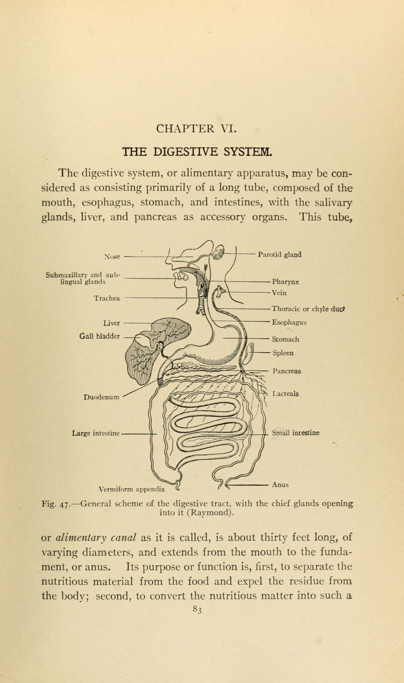 CHAPTER VI. THE DIGESTIVE SYSTEM. The digestive system, or alimentary apparatus, may be con- sidered as consisting primarily of a long tube, composed of the mouth, esophagus, stomach, and intestines, with the salivary glands, liver, and pancreas as accessory organs. This tube. Submaxillary and sub- lingual glands Duodenum Large intestine Vermiform appendix Parotid gland Pharynx Vein Thoracic or chyle duc^ Esophagus Stomach Spleen Pancreas ^ I.acteab Small intestine Anus Fig. 47.—General scheme of the digestive tract, with the chief glands opening into it (Raymond). or alimentary canal as it is called, is about thirty feet long, of varying diameters, and extends from the mouth to the funda- ment, or anus. Its purpose or function is, first, to separate the nutritious material from the food and expel the residue from the body; second, to convert the nutritious matter into such a