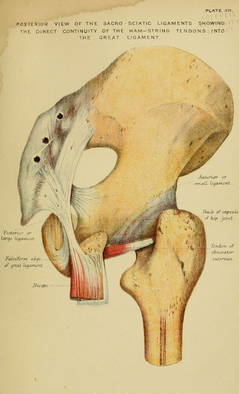 PLATE XH. rill PCSTERIOR VIEW OF THE SACRO - SCI ATIC LIGAMENTS SHaWliHGl THE DIRECT CONTINUITY OF THE HAM —STRING TENDONS f NTO * ' THE GREAT LIGAMENT. Posteri4jr or larje liqoun-w Falciform edx^e- of yreai hgarmyit Ayvterior or jl ' smad hjjOLm.e.nt. BoaJc of capsvle of hip joini,. Tendon of ,^ dhtiorator exteryuLS.