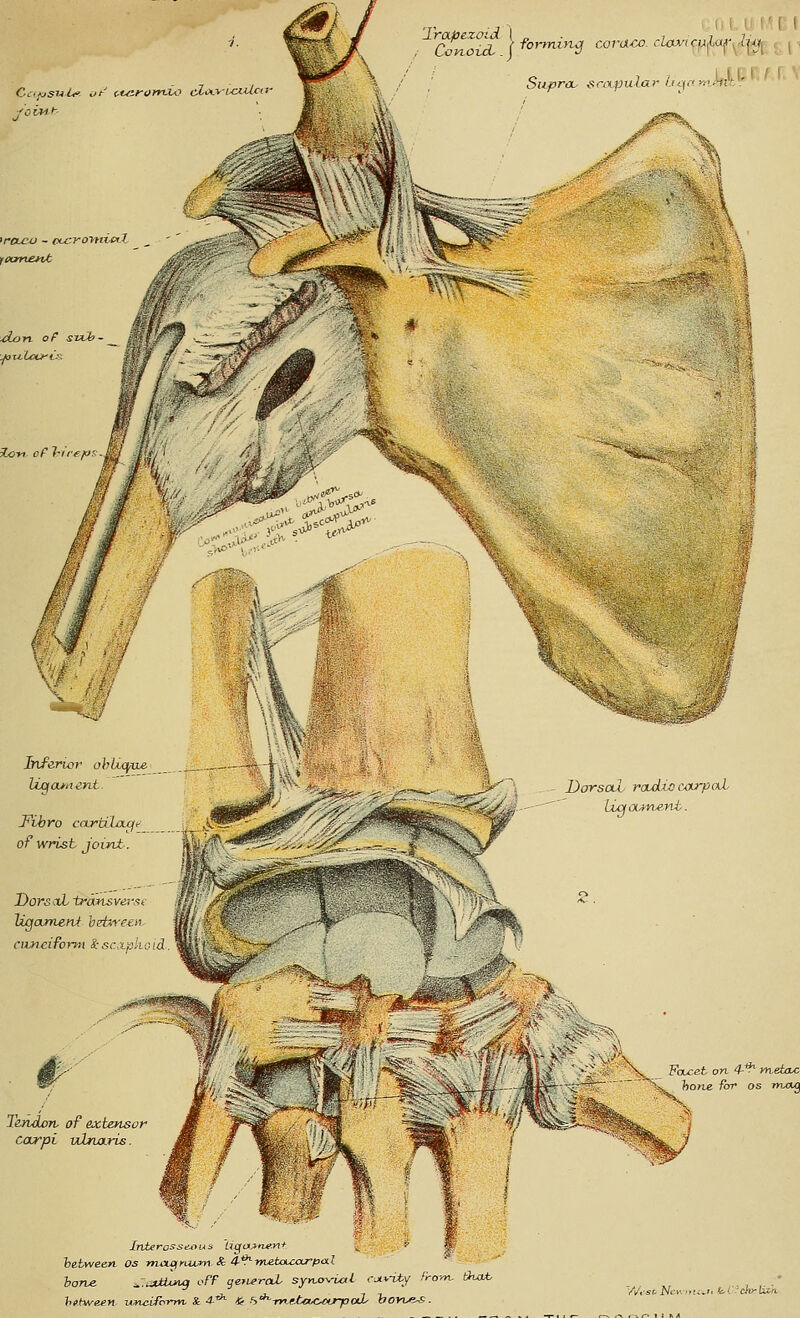 ^C^^ovd. \ ^<^'^''y coraco. clowtcu^a^-. ln( /owl-- Aon oF sTch- Ho-yi oF hi I eft Dorsxi traruvei ^t Ugoumen/ hebneen mt civnciform i sc t/i l id \ FcLcet on 4-- metauc hone for os rfuxg T&ridorv of extensor carpi vCLnans hone. ^-:.atUng oFF geiLerat syyi^-ial cu*-vty 'rorn, thM, y/<'sr- JVfn..!i.>i kC'cio'lixn.