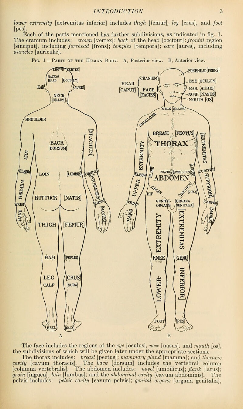 lower extremity [extremitas inferior] includes thigh [femur], leg [crus], and foot [pes]. Each of the parts mentioned has further subdivisions, as indicated in fig. 1. The cranium includes: crown [vertex]; hack of the head [occiput]; frontal region [sinciput], including forehead [frons]; temples [tempora]; ears [aures], including auricles [auriculfe]. Pig. 1.—Parts op the Human Body. A, Posterior view. B, Anterior view. ERTEXl EYE [OCULUS] ^EAR [AURIS] NOSE [NASUS] MOUTH [OS] The face includes the regions of the eye [oculus], nose [nasus], and mouth [os], the subdivisions of which will be given later under the appropriate sections. The thorax includes: hreast [pectus]; mammary gland [mamma]; and thoracic cavity [cavum thoracis]. The hack [dorsum] includes the vertebral column [columna vertebralis]. The abdomen includes: navel [umbilicus]; ^awfc [latus]; groin [inguen]; loin [lumbus]; and the abdominal cavity [cavum abdominis]. The pelvis includes: pelvic cavity [cavum pelvis]; genital organs [organa genitalia],