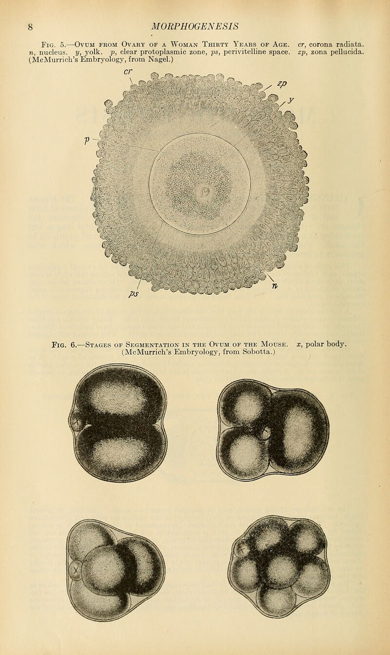 Fig. 5.—Ovum fkom Ovaey of a Woman Thibtt Years of Age. cr, corona radiata. n, nucleus, y, yolk, p, clear protoplasmic zone, ps, perivitelline space, zp, zona pellucida. (McMurrich's Embryology, from Nagel.) zp % ;>s vJ ^ ~ii^\ Fig. 6.—Stages of Segmentation in the Ovum of the Mouse, x, polar body. (McMurrich's Embryology, from Sobotta.)