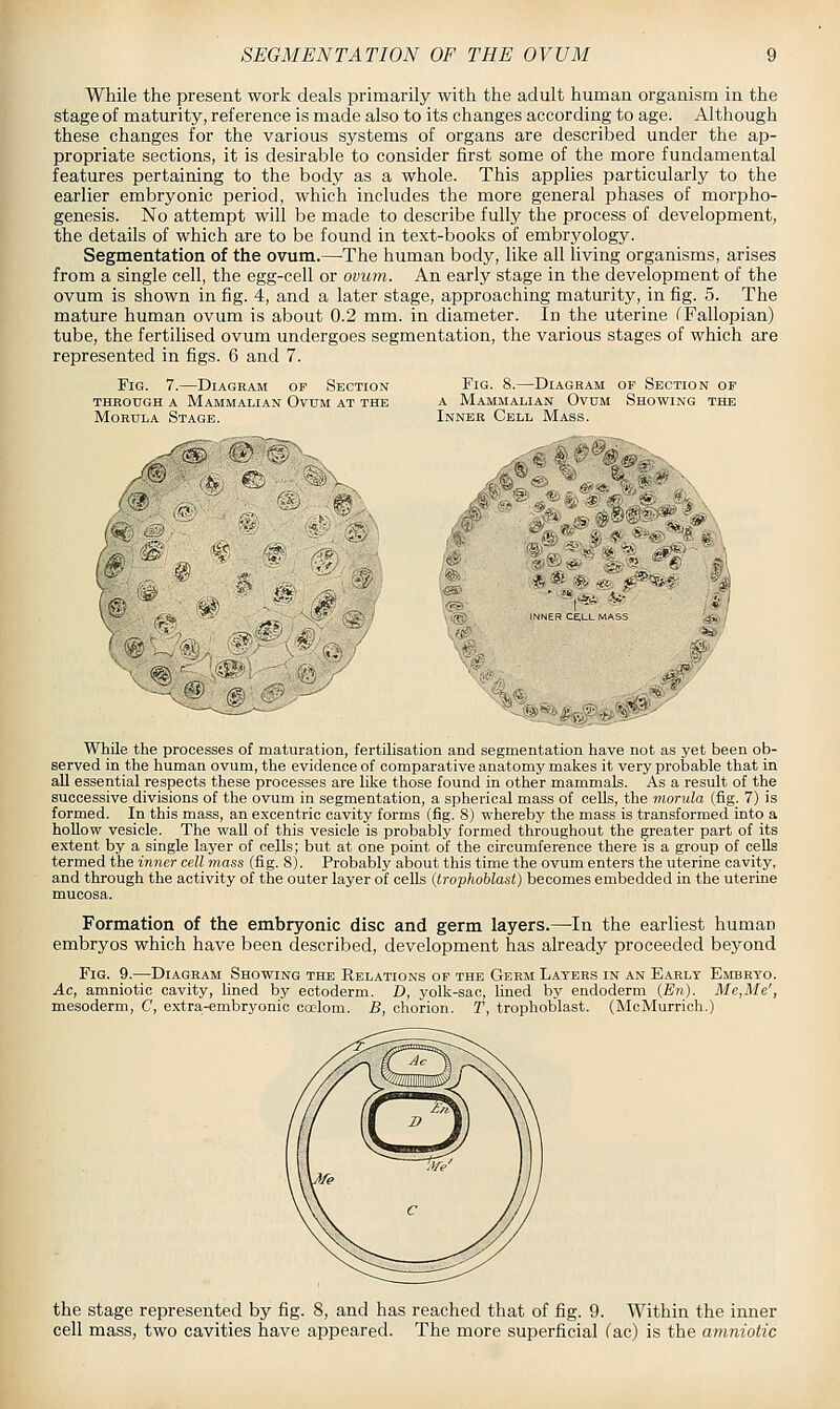 While the present work deals primarily with the adult human organism in the stage of maturity, reference is made also to its changes according to age. Although these changes for the various systems of organs are described under the ap- propriate sections, it is desirable to consider first some of the more fundamental features pertaining to the body as a whole. This apphes particularly to the earlier embryonic period, which includes the more general phases of morpho- genesis. No attempt will be made to describe fully the process of development, the details of which are to be found in text-books of embryology. Segmentation of the ovum.—The human body, like all living organisms, arises from a single cell, the egg-cell or ovum. An early stage in the development of the ovum is shown in fig. 4, and a later stage, approaching maturity, in fig. 5. The mature human ovum is about 0.2 mm. in diameter. In the uterine (Tallopian) tube, the fertilised ovum undergoes segmentation, the various stages of which are represented in figs. 6 and 7. Fig. 7.—Diagram of Section through a mammalian ovum at the Morula Stage. Fig. 8.—Diagram of Section of A Mammalian Ovum Showing the Inner Cell Mass. fi 0~ ^., J'\ ^ ^ i — A^; \;^-:^ ('**-• -t^ While the processes of maturation, fertilisation and segmentation have not as yet been ob- served in the human ovum, the evidence of comparative anatomy makes it very prolDable that in all essential respects these processes are like those found in other mammals. As a result of the successive divisions of the ovum in segmentation, a spherical mass of cells, the morula (fig. 7) is formed. In this mass, an excentric cavity forms (fig. 8) whereby the mass is transformed into a hollow vesicle. The wall of this vesicle is probably formed throughout the greater part of its extent by a single layer of cejls; but at one point of the circumference there is a group of cells termed the inner cell mass (fig. 8). Probably about this time the ovum enters the uterine cavity, and through the activity of the outer layer of ceUs {trophoblasi) becomes embedded in the uterine mucosa. Formation of the embryonic disc and germ layers.—-In the earliest human embryos which have been described, development has already proceeded beyond Fig. 9.—Diagram Showing the Relations of the Germ Layers in an Early EimRYO. Ac, amniotic cavity, lined by ectoderm. D, yolk-sac, lined by endoderm (En). Me,Me', mesoderm, C, extra,-embryonic calom. B, chorion. T, trophoblast. (McMurrich.) the stage represented by fig. 8, and has reached that of fig. 9. Within the inner cell mass, two cavities have appeared. The more superficial fac) is the amniotic