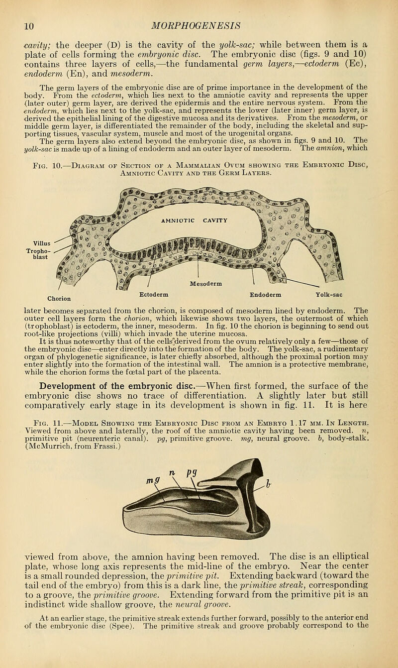 ■cavity; the deeper (D) is the cavity of the yolk-sac; while between them is a plate of cells forming the embryonic disc. The embryonic disc (figs. 9 and 10) contains three layers of cells,—the fundamental germ layers,—ectoderm (Ec), endoderm (En), &n.A mesoderm. The germ layers of the embryonic disc are of prime importance in the development of the body. From the ectoderm, which hes next to the amniotic cavity and represents the upper (later outer) germ layer, are derived the epidermis and the entire nervous system. From the ■endoderm, which hes next to the yolk-sac, and represents the lower (later inner) germ layer, is derived the epithehal lining of the digestive mucosa and its derivatives. From the mesoderm, or middle germ layer, is differentiated the remainder of the body, including the skeletal and sup- porting tissues, vascular system, muscle and most of the urogenital organs. The germ layers also extend beyond the embryonic disc, as shown in figs. 9 and 10. The yolk-sac is made up of a lining of endoderm and an outer layer of mesoderm. The amnion, which Fig. 10.—Diagram op Section of a Mammalian Ovum showing the Embryonic Disc, Amniotic Cavity and the Germ Layers. Endoderm later becomes separated from the chorion, is composed of mesoderm lined by endoderm. The outer cell layers form the chorion, which likewise shows two layers, the outermost of which (trophoblast) is ectoderm, the inner, mesoderm. In fig. 10 the chorion is beginning to send out root-like projections (villi) which invade the uterine mucosa. It is thus noteworthy that of the cells']derived from the ovum relatively only a few—those of the embryonic disc—enter directly into the formation of the body. The yolk-sac, a rudimentary organ of phylogenetic significance, is later chiefly absorbed, although the proximal portion may enter slightly into the formation of the intestinal wall. The amnion is a protective membrane, while the chorion forms the foetal part of the placenta. Development of the embryonic disc.—When first formed, the surface of the embryonic disc shows no trace of differentiation. A slightly later but still comparatively early stage in its development is shown in fig. 11. It is here Fig. 11.-—Model Showing the Embryonic Disc from an Embryo 1.17 mm. In Length. Viewed from above and laterally, the roof of the amniotic cavity having been removed, n, primitive pit (neurenteric canal), pg, primitive groove, mg, neural groove, b, body-stalk. (McMurrich. from Frassi.) viewed from above, the amnion having been removed. The disc is an elliptical plate, whose long axis represents the mid-line of the embryo. Near the center is a small rounded depression, the primitive pit. Extending backward (toward the tail end of the embryo) from this is a dark line, the 'primitive streak, corresponding to a groove, the primitive groove. Extending forward from the primitive pit is an indistinct wide shallow groove, the neural groove. At an earlier stage, the primitive streak extends further forward, possibly to the anterior end of the embryonic disc (Spee). The primitive streak and groove probably con-espond to the
