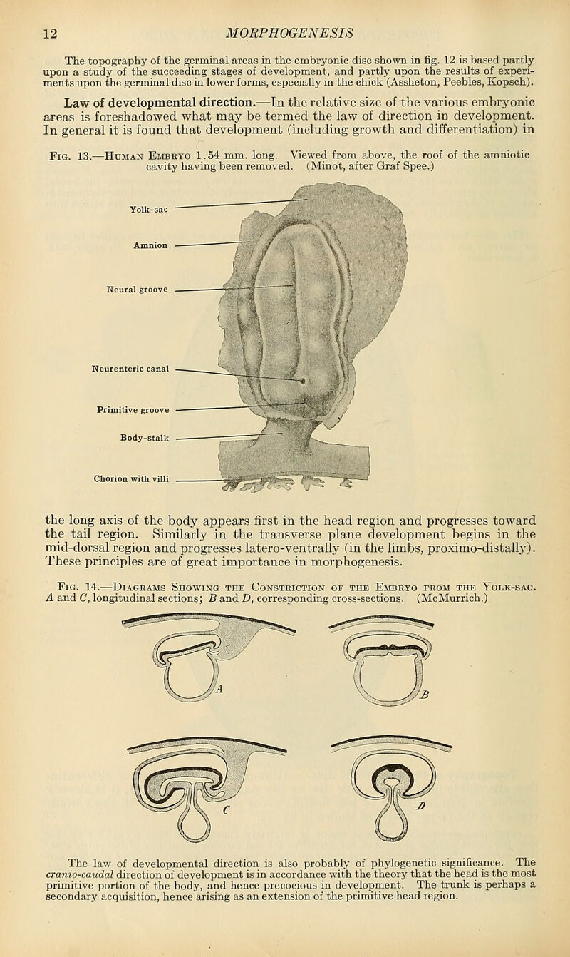The topography of the germinal areas in the embryonic disc shown in fig. 12 is based partly upon a study of the succeeding stages of development, and partly upon the results of experi- ments upon the germinal disc in lower forms, especially in the chick (Assheton, Peebles, Kopsch). Law of developmental direction.—In the relative size of the various embryonic areas is foreshadowed what may be termed the law of direction in development. In general it is found that development (including growth and differentiation) in Fig. 13.—Human Embryo 1.54 mm. long. Viewed from above, the roof of the amniotic cavity having been removed. (Minot, after Graf Spee.) Neurenteric canal Primitive groove Body-stalk Chorion with villi the long axis of the body appears first in the head region and progresses toward the tail region. Similarly in the transverse plane development begins in the mid-dorsal region and progresses latero-ventrally (in the limbs, proximo-distally). These principles are of great importance in morphogenesis. Fig. 14.—Diagrams Showing the Constriction of the Embryo prom the Yolk-sac. A and C, longitudinal sections; B and D, corresponding cross-sections. (McMurrich.) The law of developmental direction is also probably of phylogenetic significance. The cranio-caudal direction of development is in accordance with the theory that the head is the most primitive portion of the body, and hence precocious in development. The trunk is perhaps a secondary acquisition, hence arising as an extension of the primitive head region.