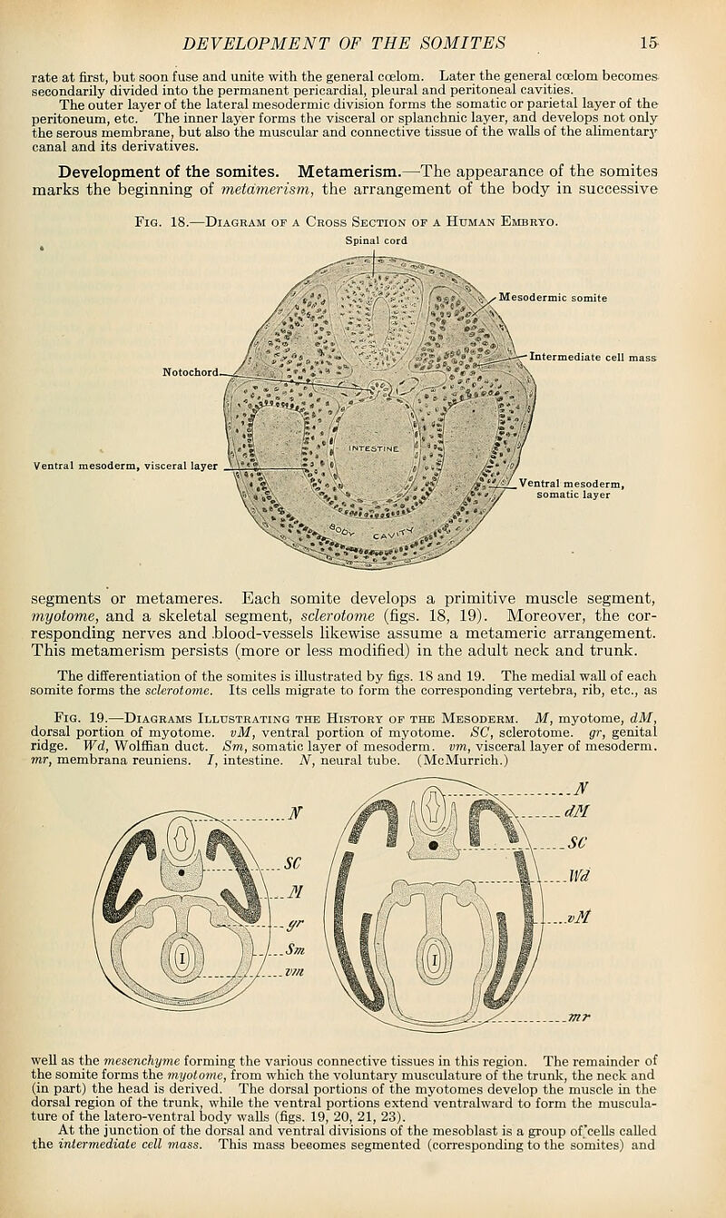 rate at first, but soon fuse and unite with the general coelom. Later the general ccelom becomes secondarily divided into the permanent pericardial, pleural and peritoneal cavities. The outer layer of the lateral mesodermic division forms the somatic or parietal layer of the peritoneum, etc. The inner layer forms the visceral or splanchnic layer, and develops not only the serous membrane, but also the muscular and connective tissue of the walls of the alimentarj' canal and its derivatives. Development of the somites. Metamerism.—The appearance of the somites marks the beginning of nietdmerism, the arrangement of the body in successive Fig. 18.—Diagram of a Cross Section op a Human Embryo. Spinal cord Mesodermic somite Intermediate cell i ^',,. Ventral mesoderm, visceral layer /^^'SlLl^Ventral mesoderm, somatic layer segments or metameres. Each somite develops a primitive muscle segment, myotome, and a skeletal segment, sclerotome (figs. 18, 19). Moreover, the cor- responding nerves and .blood-vessels likewise assume a metameric arrangement. This metamerism persists (more or less modified) in the adult neck and trunk. The differentiation of the somites is illustrated by figs. 18 and 19. The medial wall of each somite forms the sclerotome. Its cells migrate to form the corresponding vertebra, rib, etc., as Fig. 19.—Diagrams Illustrating the History of the Mesoderm. M, myotome, dM, dorsal portion of myotome. vM, ventral portion of myotome. SC, sclerotome, gr, genital ridge. PFd, Wolffian duct. iSm, somatic layer of mesoderm, bto, visceral layer of mesoderm. mr, membrana reuniens. I, intestine. A'', neural tube. (MoMurrich.) well as the mesenchyme forming the various connective tissues in this region. The remainder of the somite forms the myotome, from which the voluntary musculature of the trunk, the neck and (in part) the head is derived. The dorsal portions of the myotomes develop the muscle in the dorsal region of the trunk, while the ventral portions extend ventralward to form the muscula- ture of the latero-ventral body walls (figs. 19, 20, 21, 23). At the junction of the dorsal and ventral divisions of the mesoblast is a group ofJceUs called the intermediate cell mass. This mass becomes segmented (corresponding to the somites) and