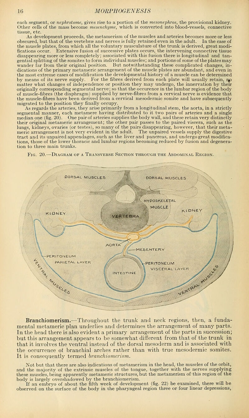 each segment, or nephrotome, gives rise to a portion of tlie mesonephros, the provisional kidney. Other cells of the mass become mesenchyme, which is converted into blood-vessels, connective tissue, etc. As development proceeds, the metamerism of the muscles and arteries becomes more or less obscured, but that of the vertebrfe and nerves is fully retained even in the adult. In the case of the muscle plates, from which all the voluntary musculature of the trunk is derived, great modi- fications occur. Extensive fusion of successive plates occurs, the intervening connective tissue disappearing more or less completely; associated with this fusion there is longitudinal and tan- gential splitting of the somites to form individual muscles; and portions of some of the plates may wander far from their original position. But notwithstanding these complicated changes, in- dications of the primary metameric arrangement of the muscle plates are abundant, and even in the most e.xtreme cases of modification the developmental history of a muscle can be determined by means of its nerve supply. For the fibres derived from each plate will usually retain, up matter what changes of independence or position they may undergo, the innervation by their originally corresponding segmental nerve; so that the occurence in the lumbar region of the body of muscle-fibres (the diaphragm) supplied by nerve-fibres from a cervical nerve is evidence that the muscle-fibres have been derived from a cervical mesodermic somite and have subsequently migrated to the position they finally occupy. As regards the arteries, they arise primarily from a longitudinal stem, the aorta, in a strictly segmental manner, each metamere having distributed to it two pairs of arteries and a single median one (fig. 20). One pair of arteries supplies the body wall, and these retain very distinctly their original metameric arrangement; the other pair passes to the paired viscera, such as the lungs, kidneys, ovaries (or testes), so many of the pairs disappearing, however, that their meta- meric arrangement is not very evident in the adult. The unpaired vessels supply the digestive tract and its unpaired appendages, such as the liver and pancreas, and undergo great modifica- tions, those of the lower thoracic and lumbar regions becoming reduced by fusion and degenera- tion to three main trunks. Fig. 20.—Diagram of a Transvehsb Section through the Abdominal Region. DORSAL MUSCLES , =99aiv DORSAL MUSCLES .\ HYPOSK.ELETAL MUSCLE VERTEBR.o, X_/ — PERITONEUM \ PARIETAL LAYER X. Branchiomerism.—Throughout the trunk and neck regions, then, a funda- mental metameric plan underlies and determines the arrangement of many parts. In the head there is also evident a primary arrangement of the parts in succession; but this arrangement appears to be somewhat different from that of the trunk in that it involves the ventral instead of the dorsal mesoderm and is associated with the occurrence of branchial arches rather than with true mesodermic somites. It is consequently termed branchiomerism. Not but that there are also indications of metamerism in the head, the muscles of the orbit, and the majority of the extrinsic muscles of the tongue, together with the nerves supplying these muscles, being apparently metameric structures, but the metamerism of this region of the body is largely overshadowed by the branchiomerism. If an embryo of about the fifth week of development (fig. 22) be examined, there will be observed on the surface of the body in the pharyngeal region three or four linear depressions,