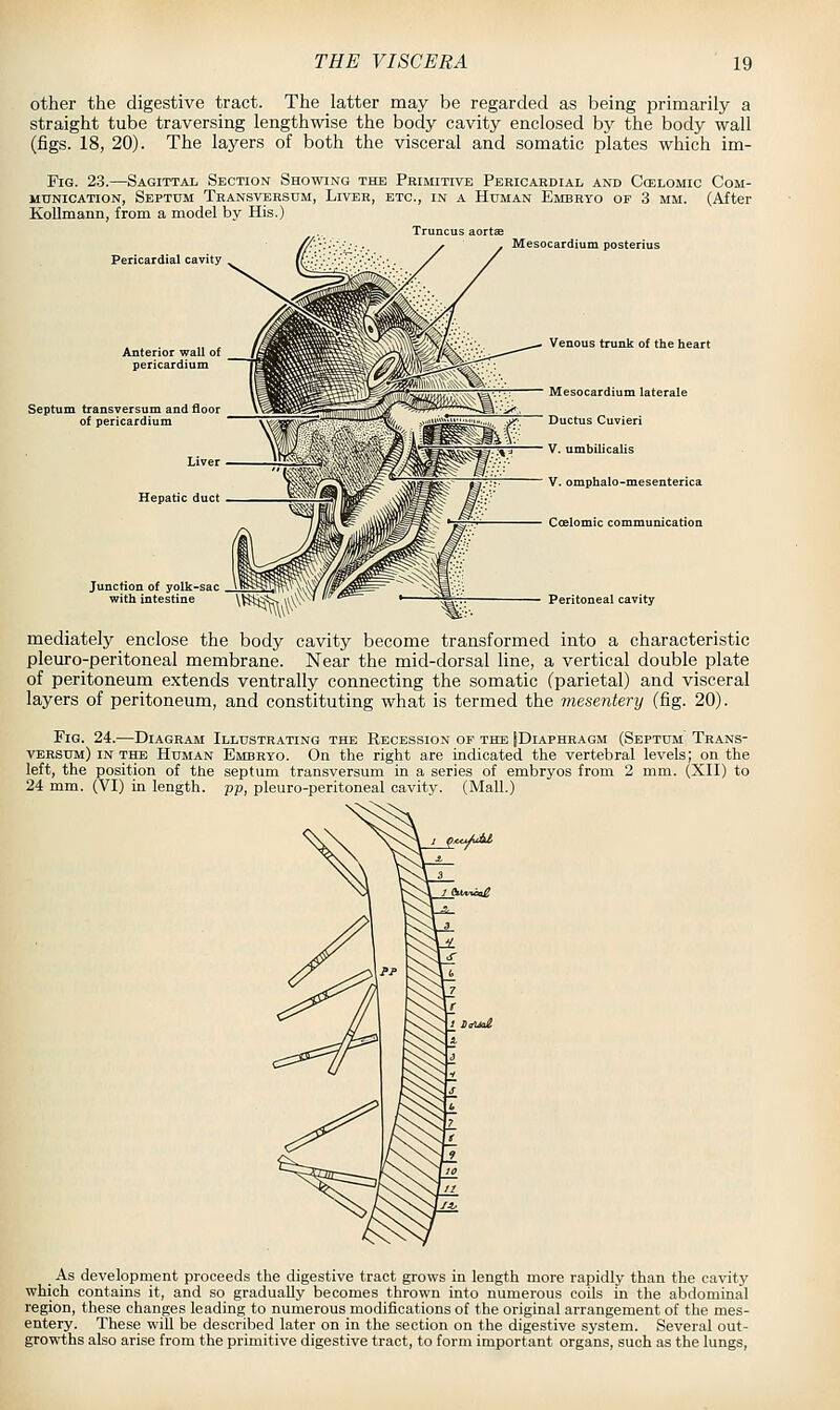 other the digestive tract. The latter may be regarded as being primarily a straight tube traversing lengthwise the body cavity enclosed by the body wall (figs. 18, 20). The layers of both the visceral and somatic plates which im- FiG. 23.—Sagittal Section Showing the Primitive Pericardial and Ccelomic Com- munication, Septum Transversum, Liver, etc., in a Human Embryo op 3 mm. (After KoUmann, from a model by His.) Truncus aortse _ Mesocardium posterius Pericardial cavity . Anterior wall of pericardium Septum transversum and floor of pericardium Venous trunk of the heart Mesocardium laterale Ductus Cuvieri v. umbilicalis v. omphalo-mesenterica Ccelomic communication Peritoneal cavity mediately enclose the body cavity become transformed into a characteristic pleuro-peritoneal membrane. Near the mid-dorsal line, a vertical double plate of peritoneum extends ventrally connecting the somatic (parietal) and visceral layers of peritoneum, and constituting what is termed the mesentery (fig. 20). Fig. 24.—Diagram Illustrating the Recession of the JDiaphragm (Septum Trans- versum) IN the Human Embryo. On the right are indicated the vertebral levels; on the left, the position of the septum transversum in a series of embryos from 2 mm. (XII) to 24 mm. (VI) in length, pp, pleuro-peritoneal cavity. (Mall.) 'MtJuJ^ _ As development proceeds the digestive tract grows in length more rapidly than the cavity which contains it, and so gradually becomes thrown into numerous coils in the abdominal region, these changes leading to numerous modifications of the original arrangement of the mes- entery. These will be described later on in the section on the digestive system. Several out- growths also arise from the primitive digestive tract, to form important organs, such as the lungs,