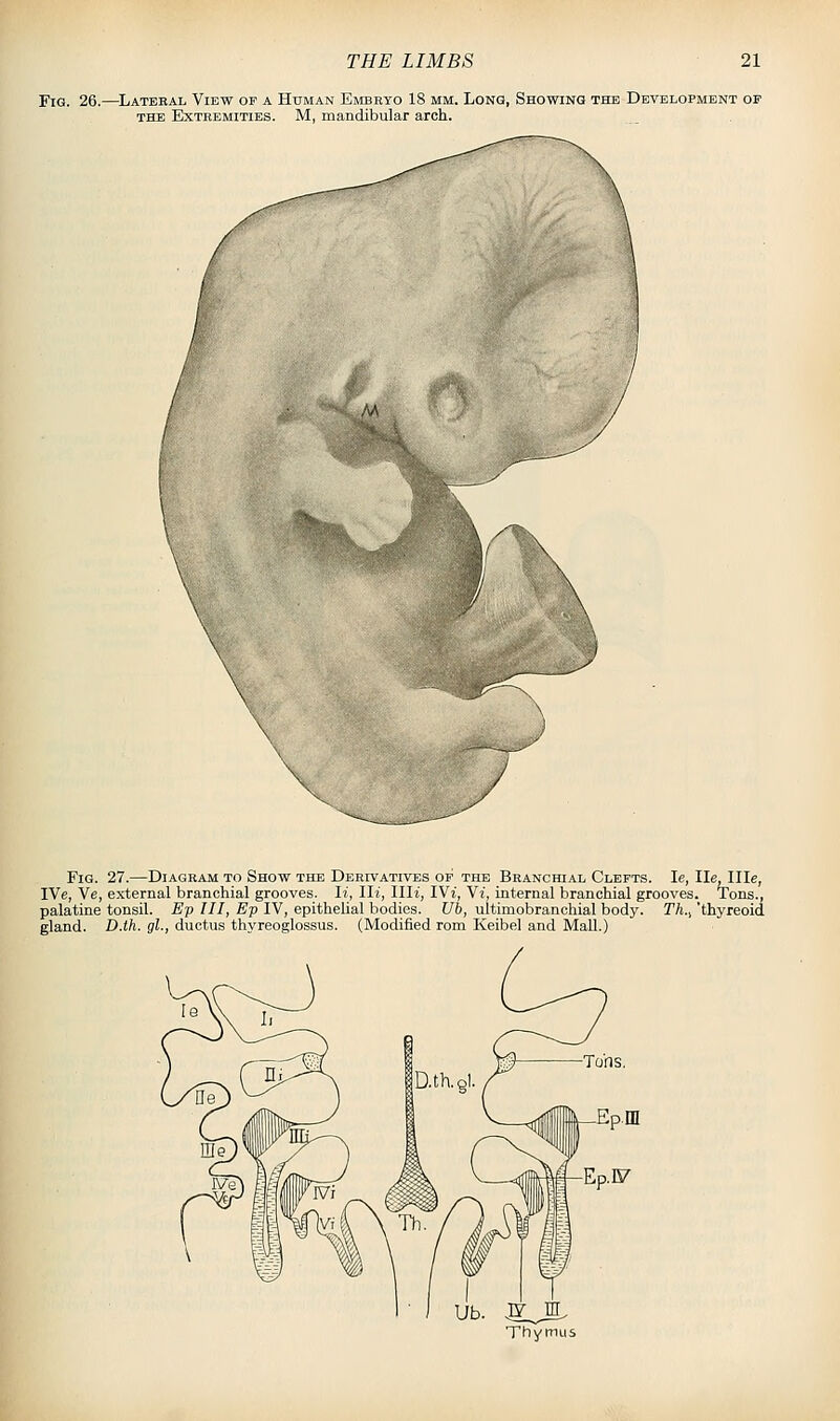 Fig. 26. -Lateral View of a Human Embryo 18 mm. Long, Showing the Development op THE Extremities. M, mandibular arch. Fig. 27.—Diagram to Show the Derivatives op the Branchial Clefts. le, lie, Ille, IVe, Ve, external branchial grooves, li, Hi, llli, IVi, Yi, internal branchial grooves. Tons., palatine tonsil. Ep III, Ep IV, epithelial bodies. Ub, ultimobranchial body. Th.^ 'thyreoid D.th. gl., ductus thyreoglossus. (Modified rom Keibel and Mall.) Ub. ^_^ Thymus